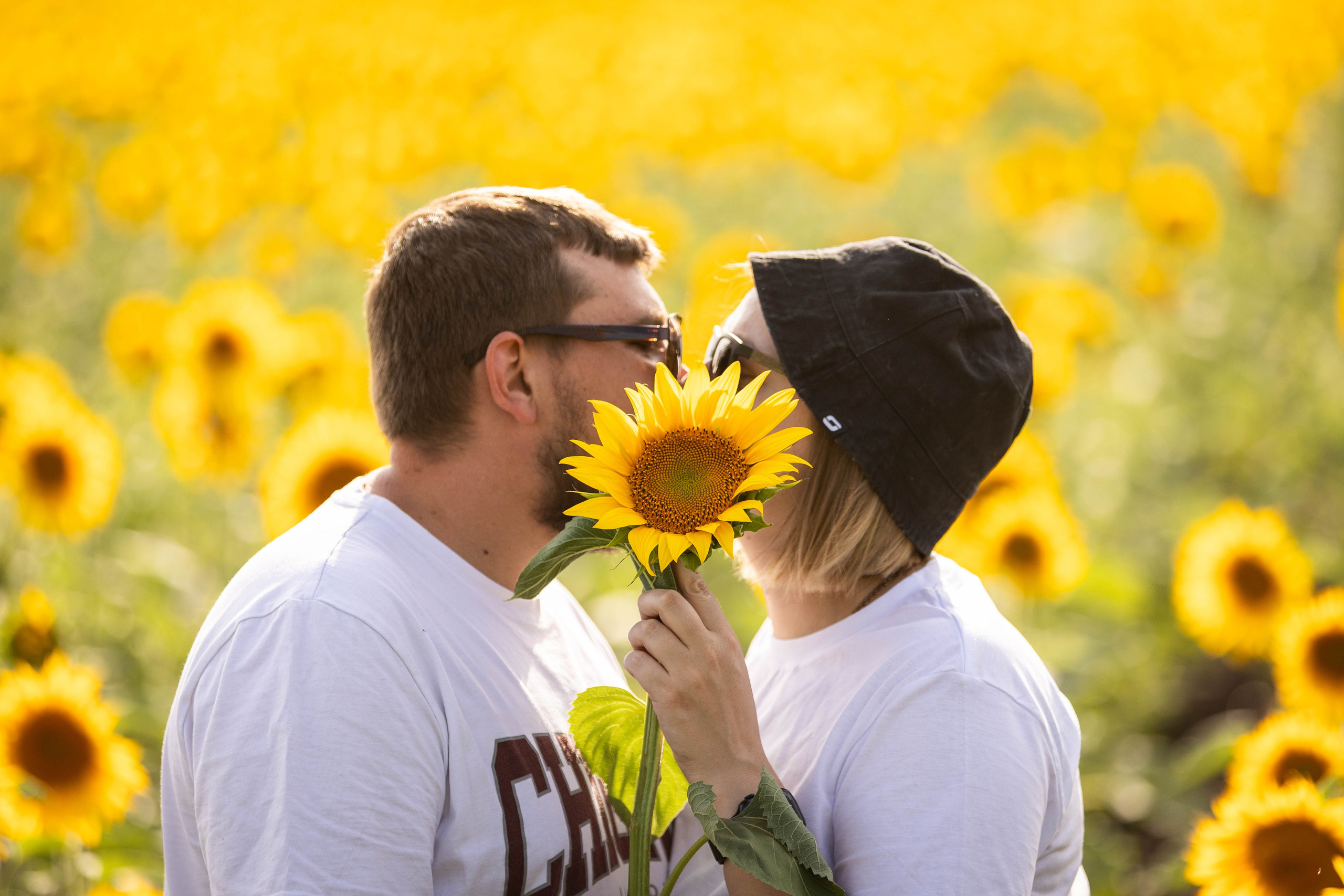 ПОДСОЛНУХИ. Фотограф-АниМалист Анна Абрамова