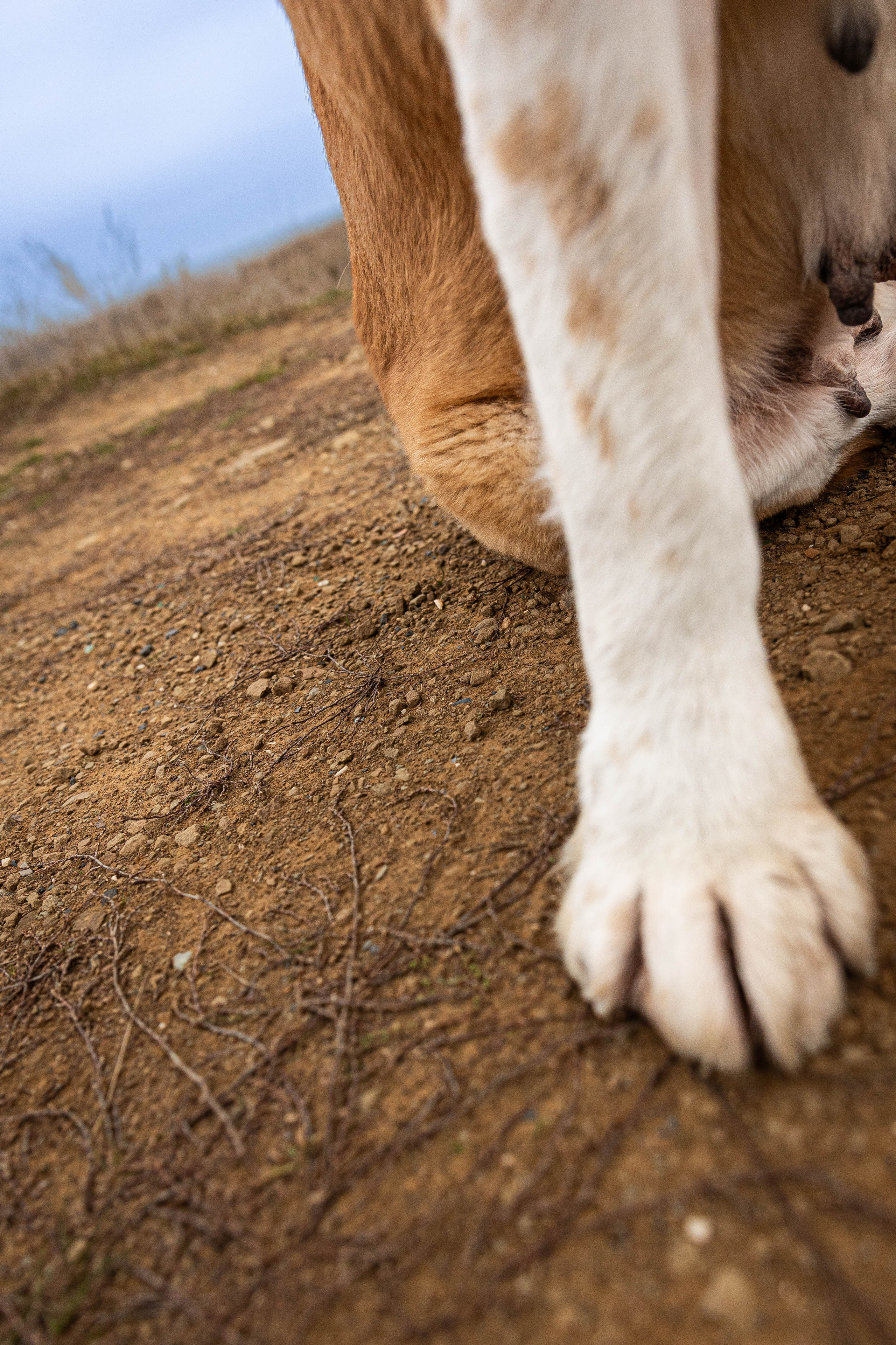 Пальма. Фотограф-АниМалист Анна Абрамова