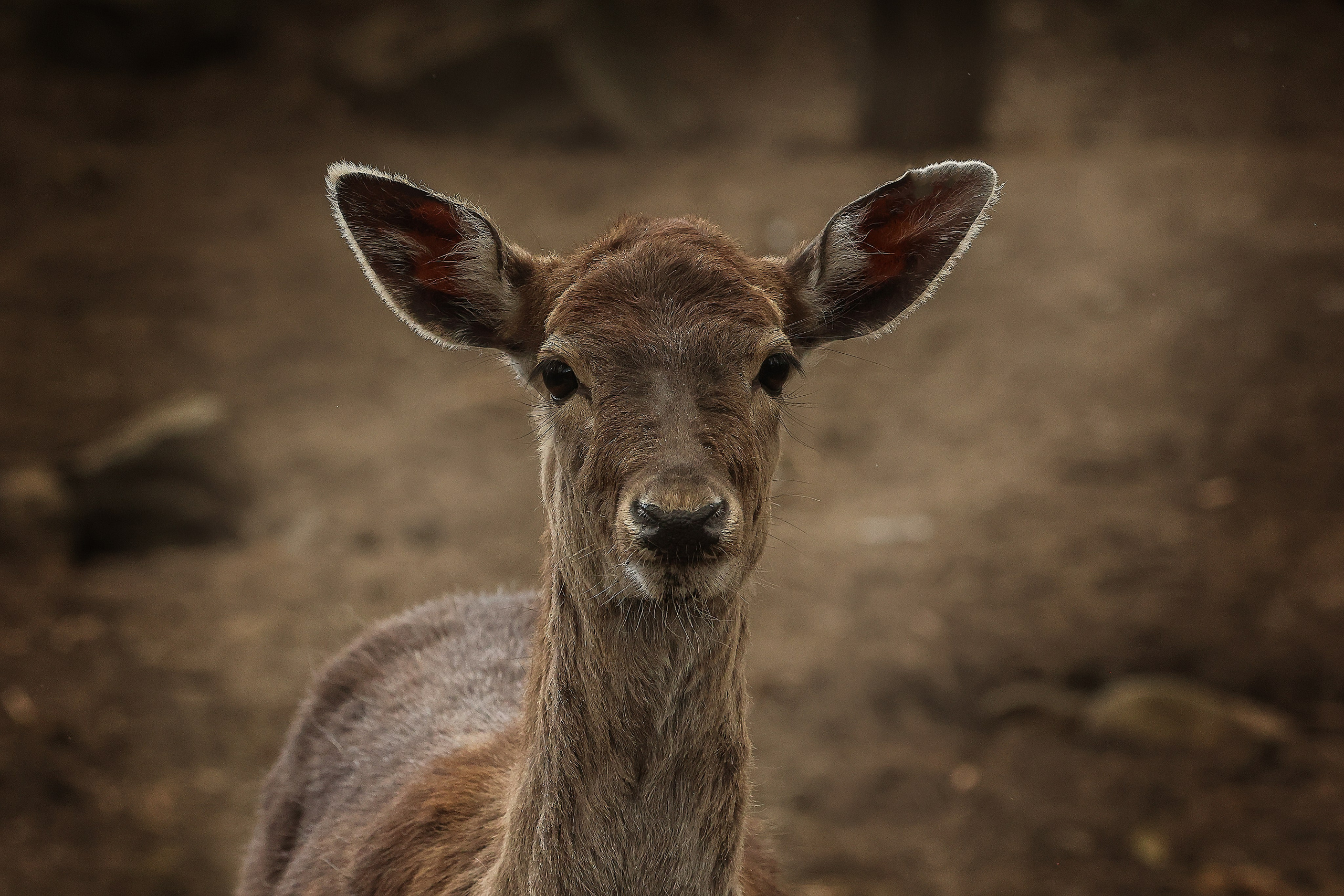 Зоопарк Малинки. Фотограф-АниМалист Анна Абрамова