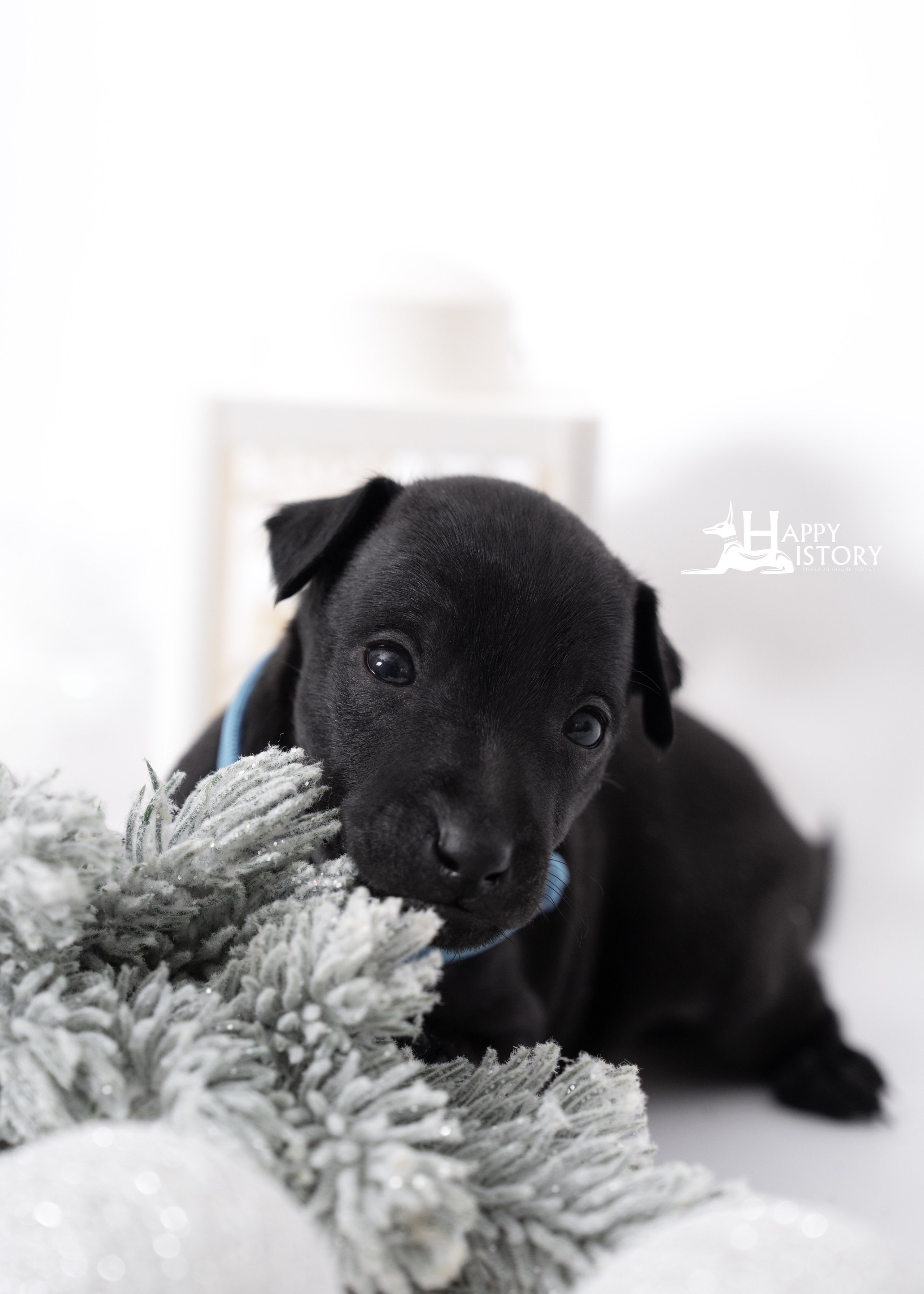 фотосесия для щенка в Краснодаре 