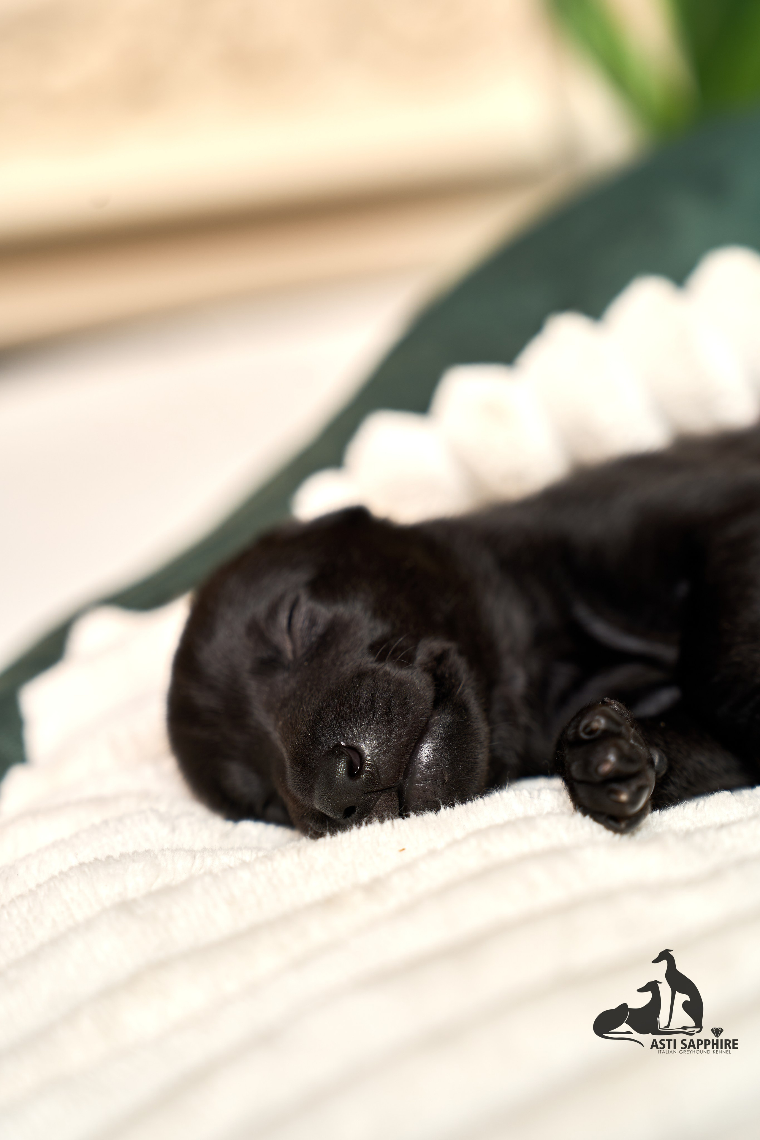 щенок Левретки фото 