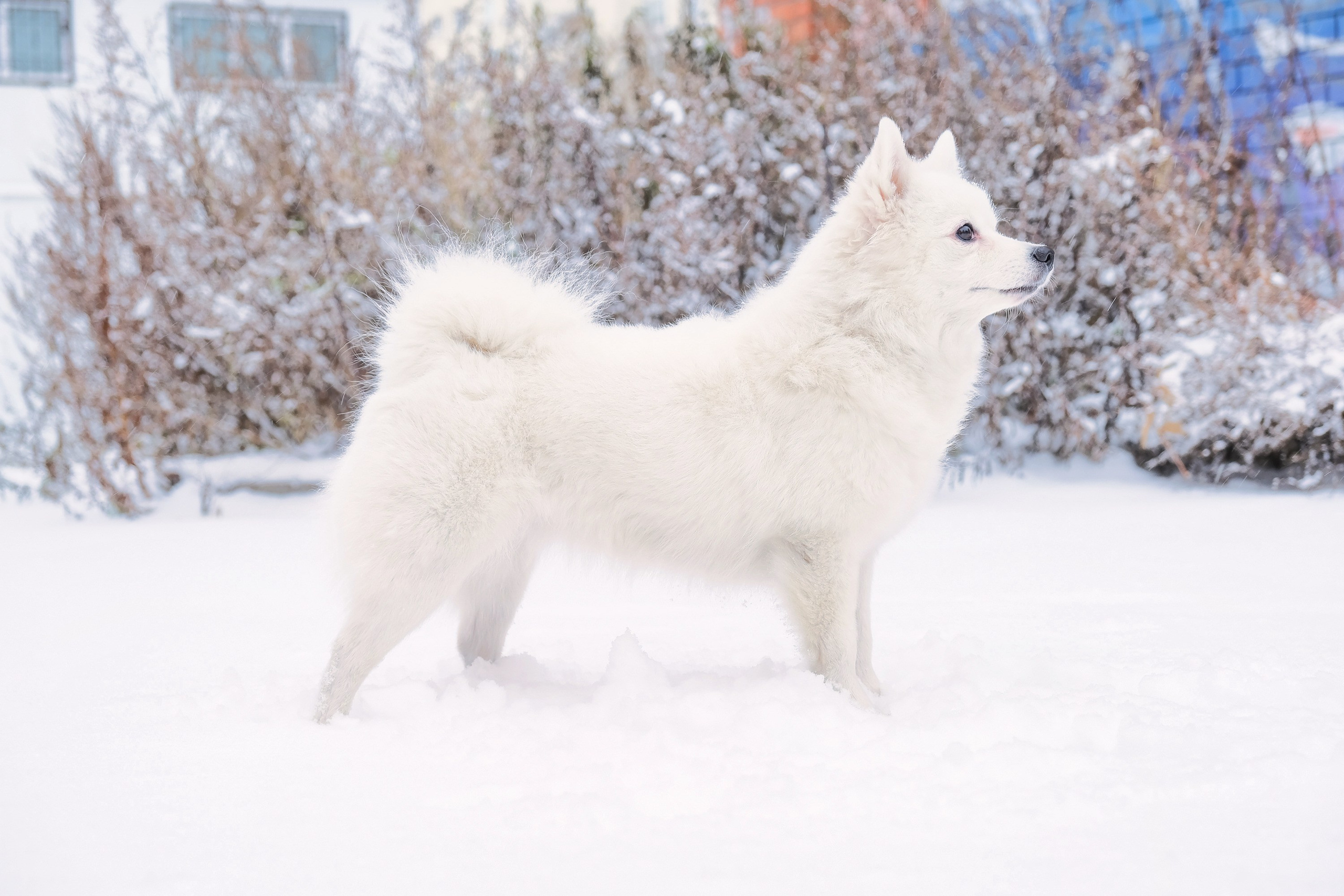 Съемка животных, собак, щенков, фото помета, портрет питомцев. Портретный и семейный фотограф в Перми Лена Лоза. Портрет для бизнеса