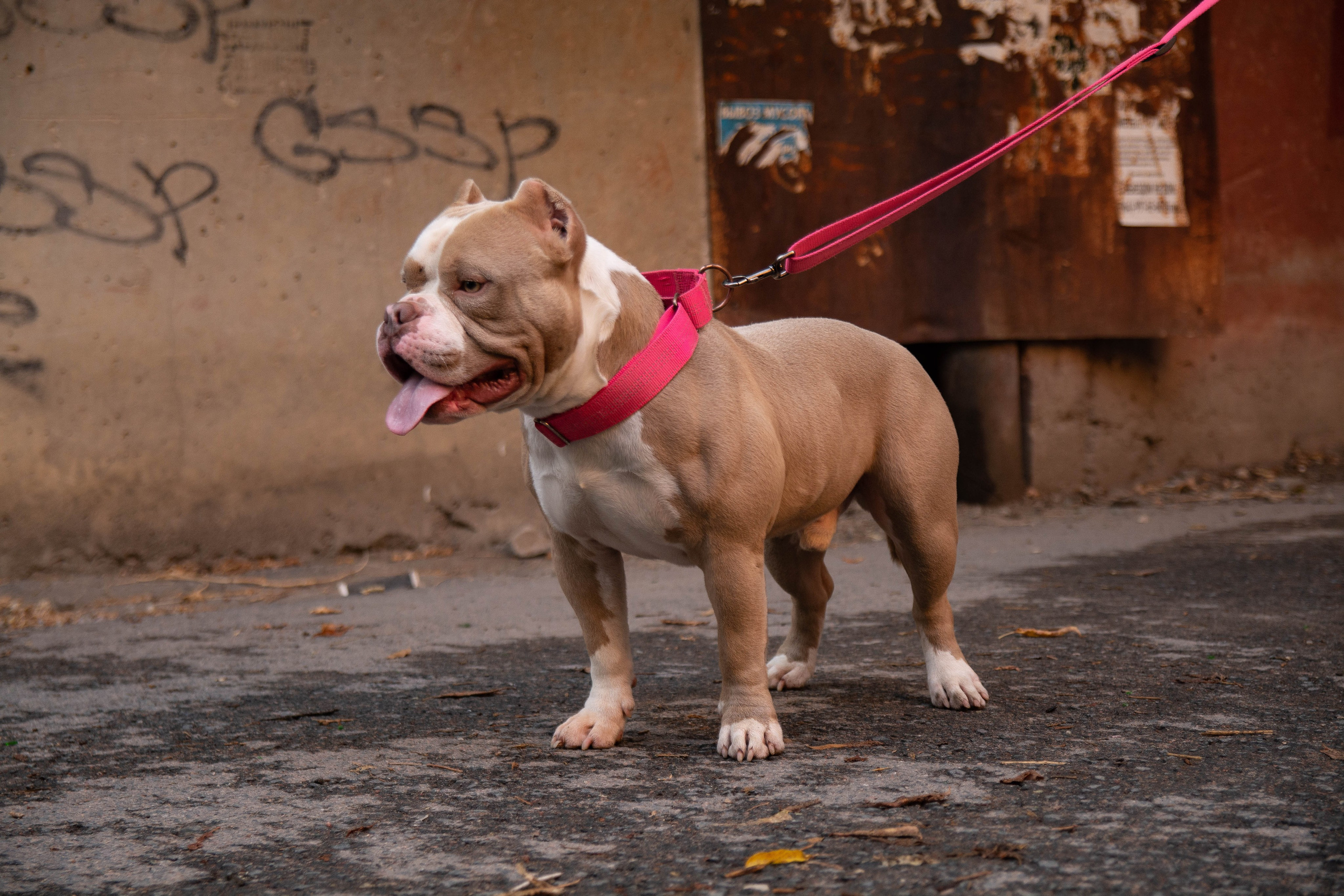 Фотосъёмка животных. Вадим Малянов — фотограф / видеограф в Саратове