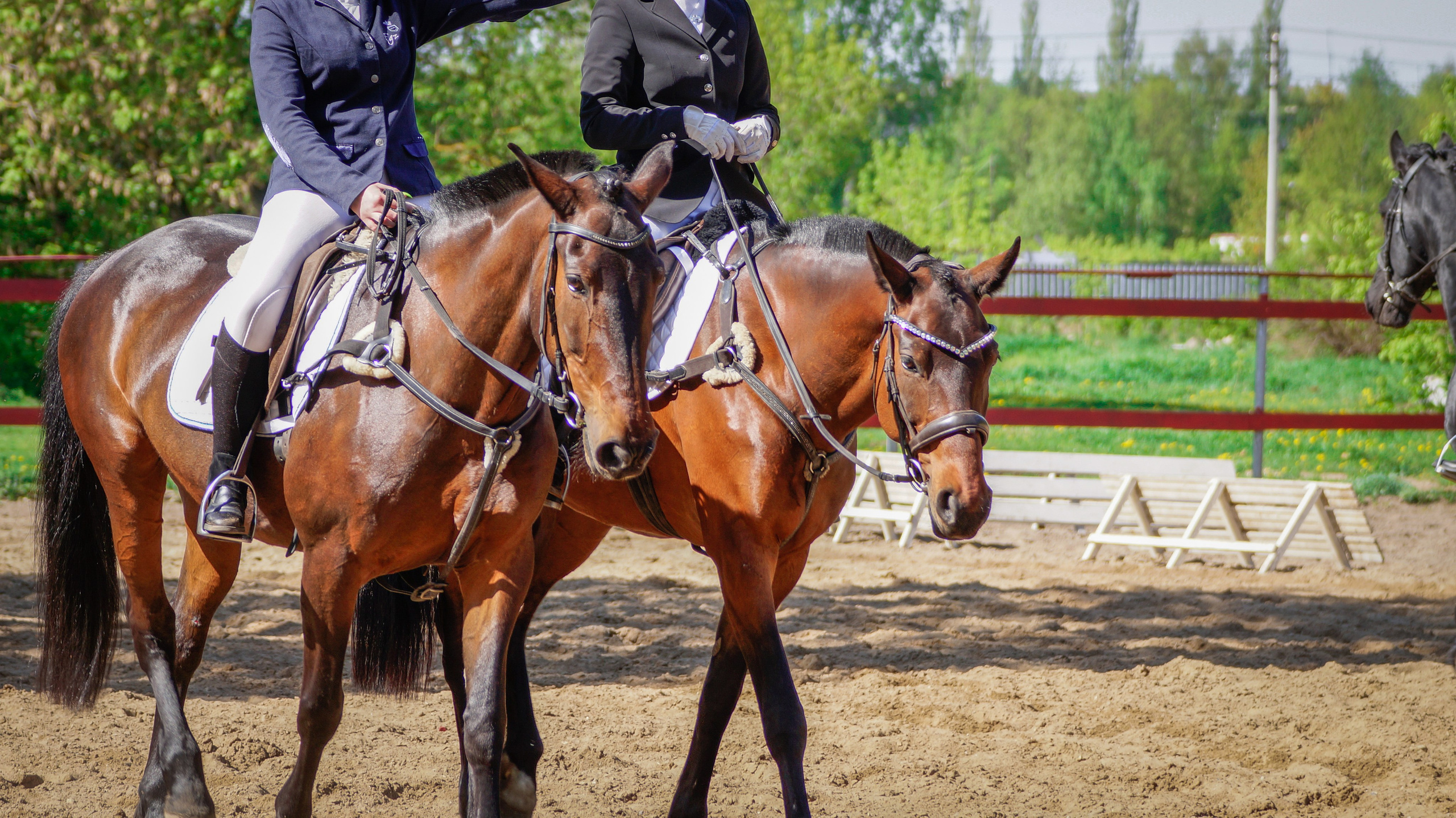 Соревнования. Фотосессии с лошадьми в Москве и МО