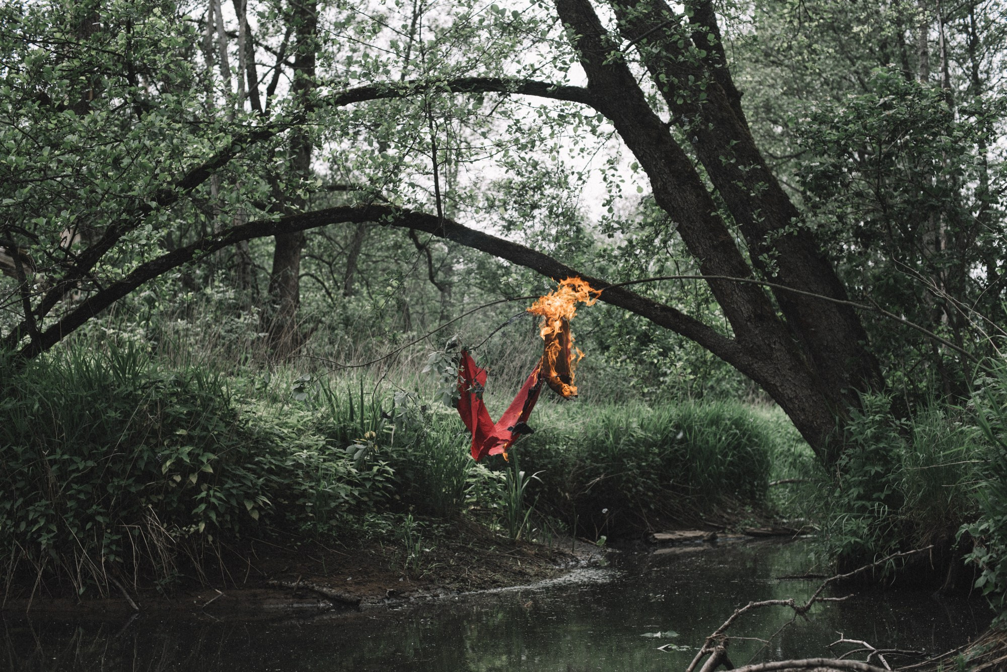 Understory. Tatiana Sikorskaya