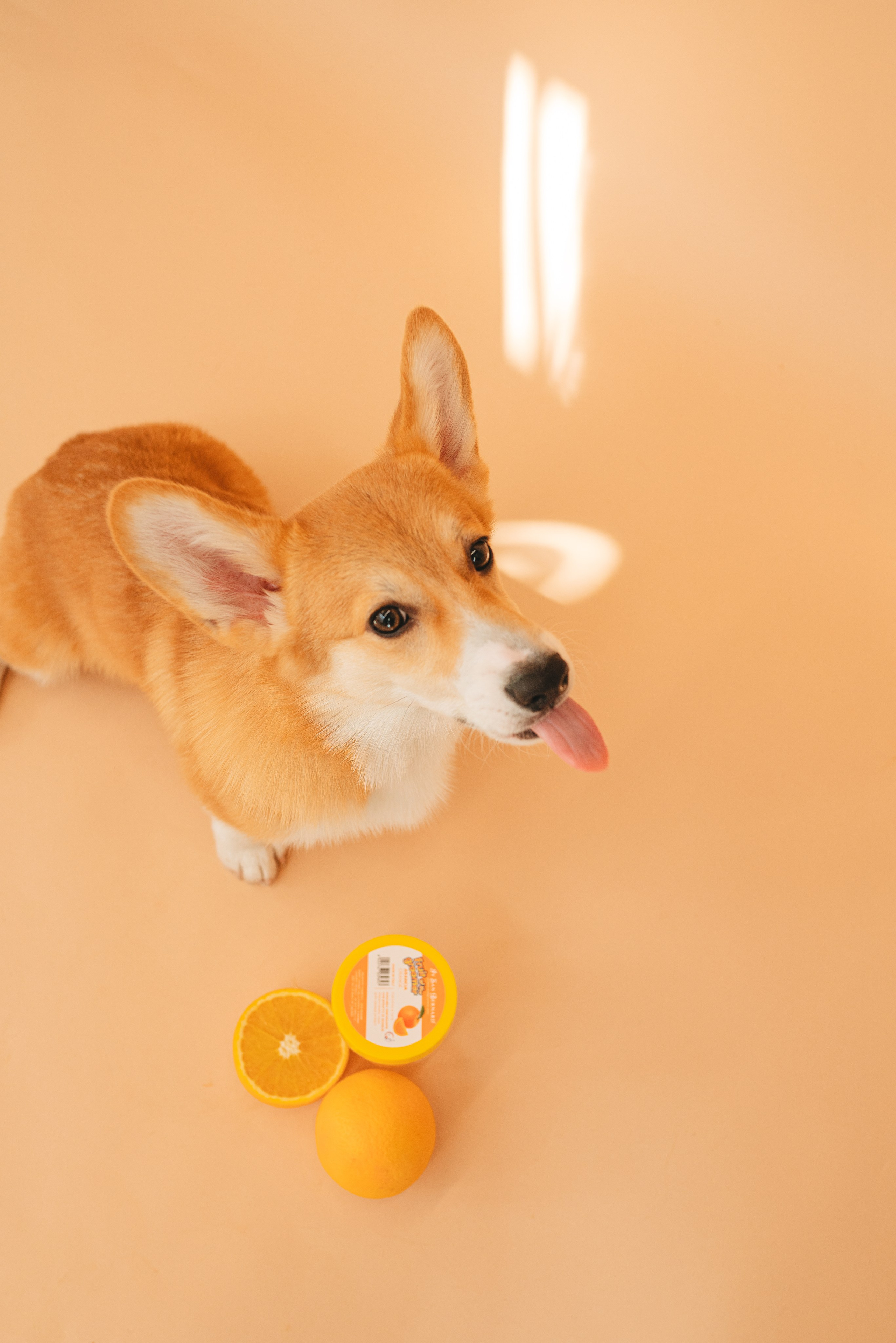 Груминг — салон. Фотограф анималист Осипчикова Мария