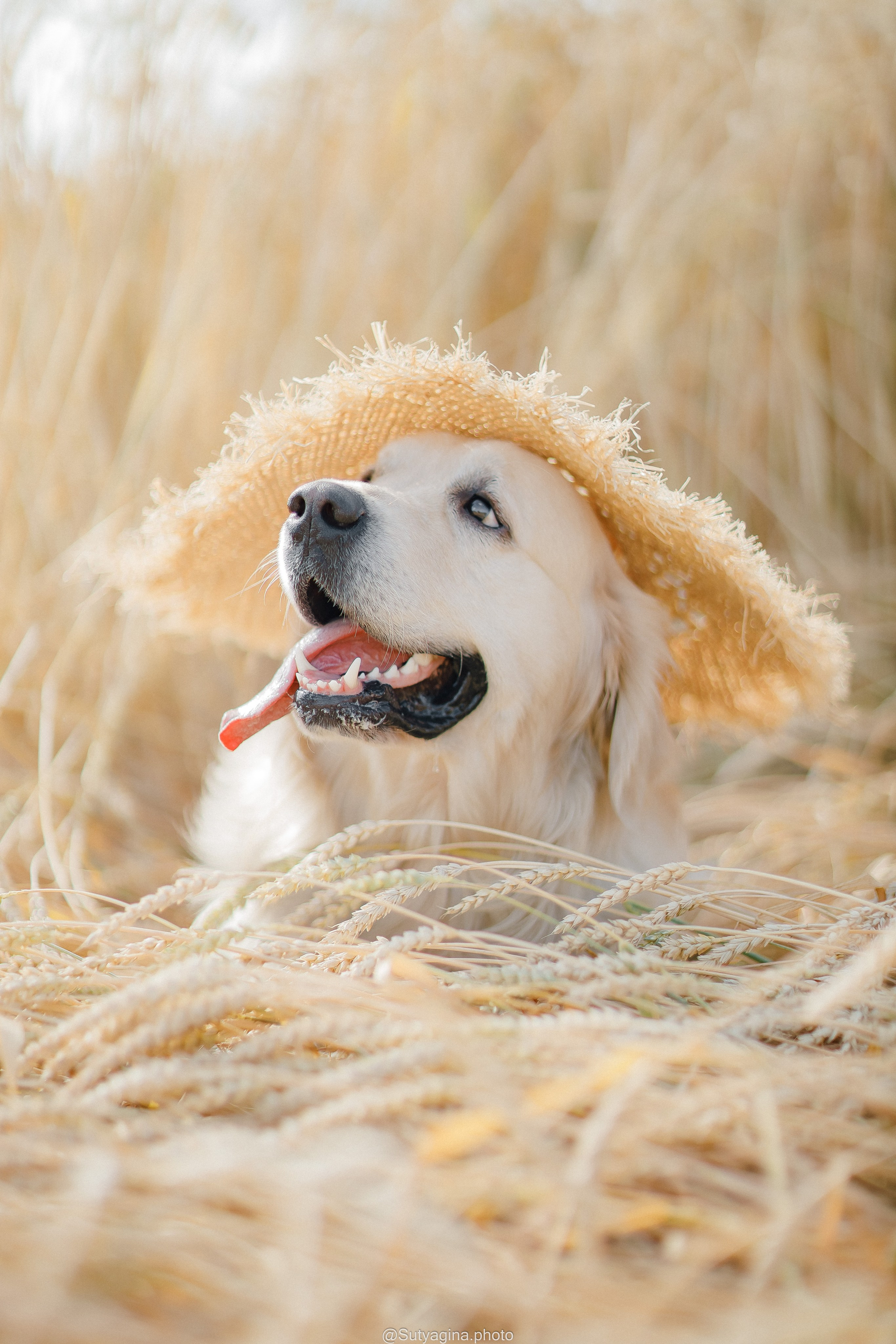 Золотистый ретривер Снежик. Свадебный и женский фотограф