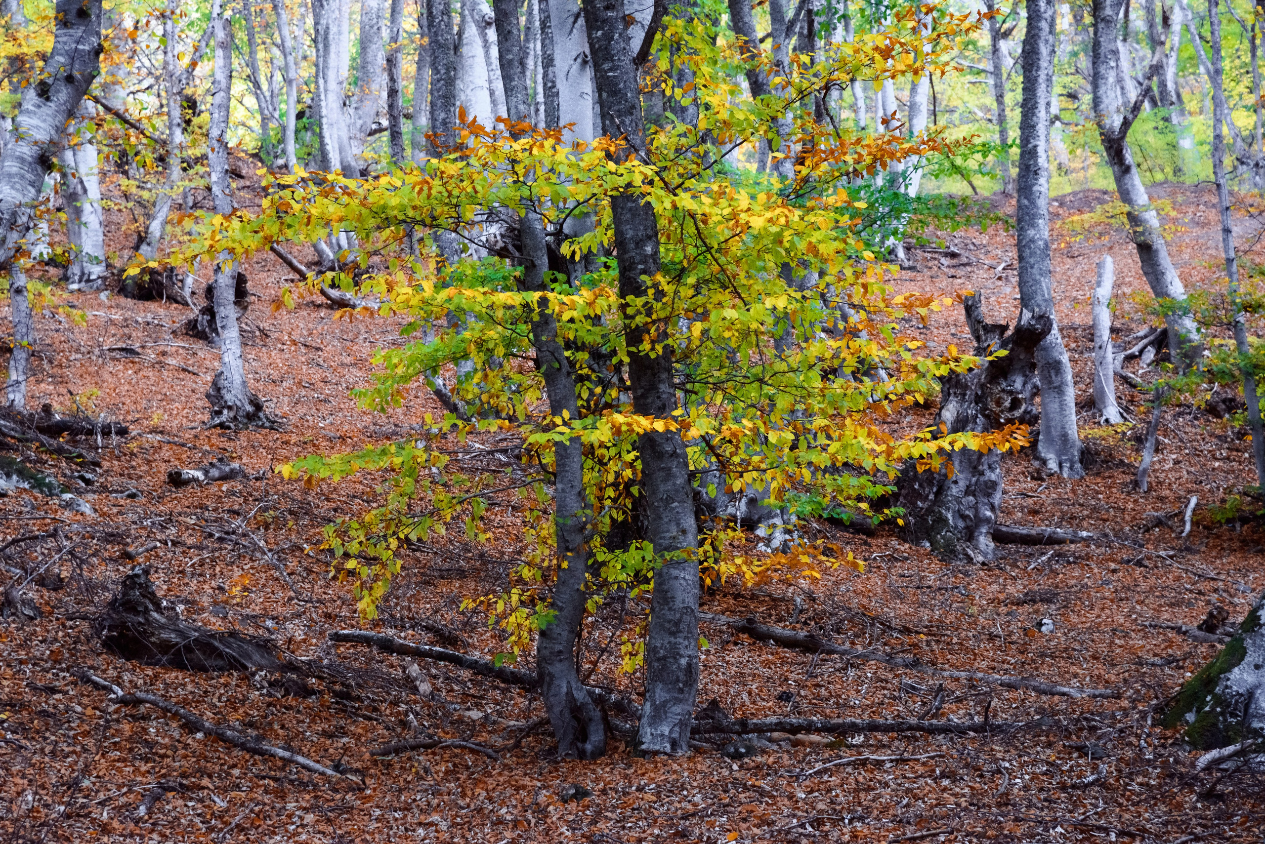 Путешествие по южному берегу Крыма в начале осени. Пейзажный фотограф Сергей Пестерев. Фото природы
