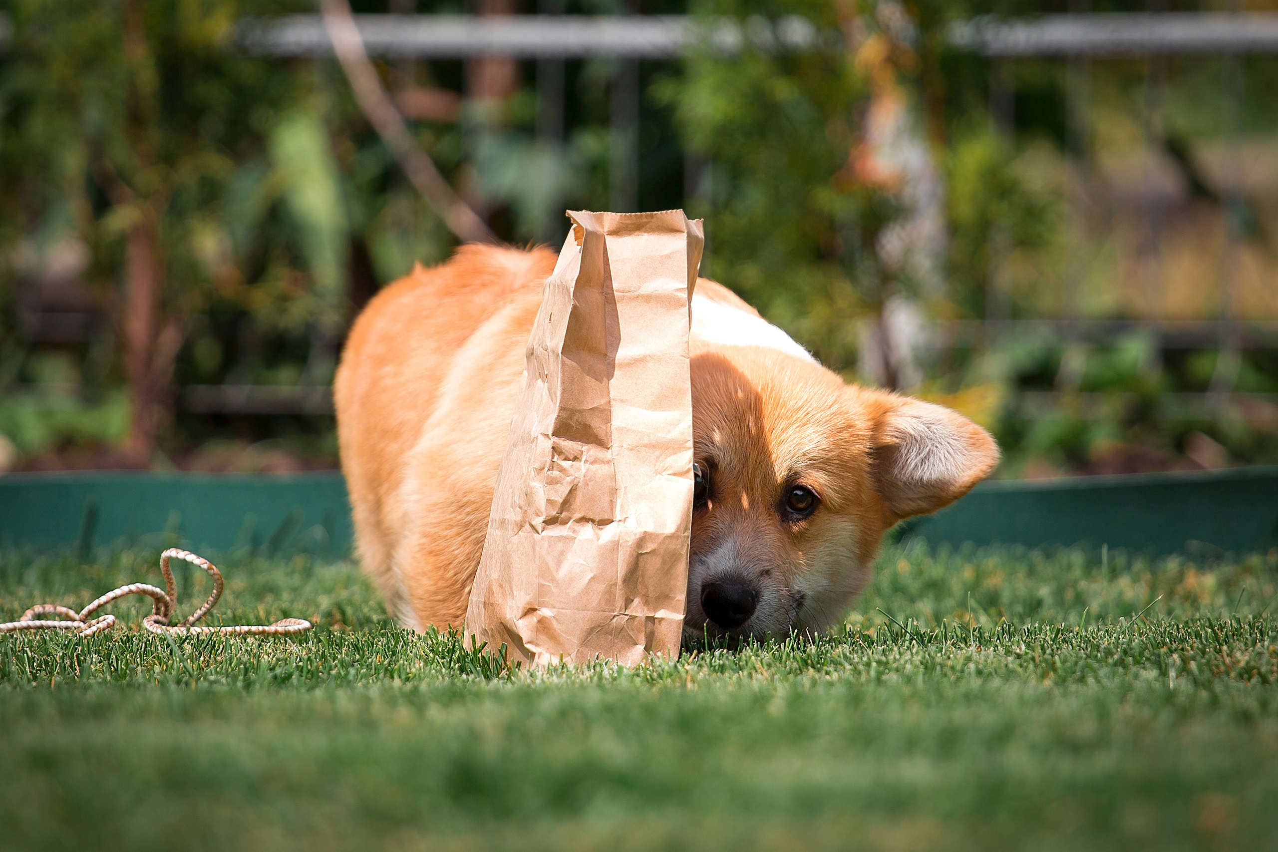 Фотосъёмка щенков. Фотограф-анималист в Краснодаре Маша Мельникова