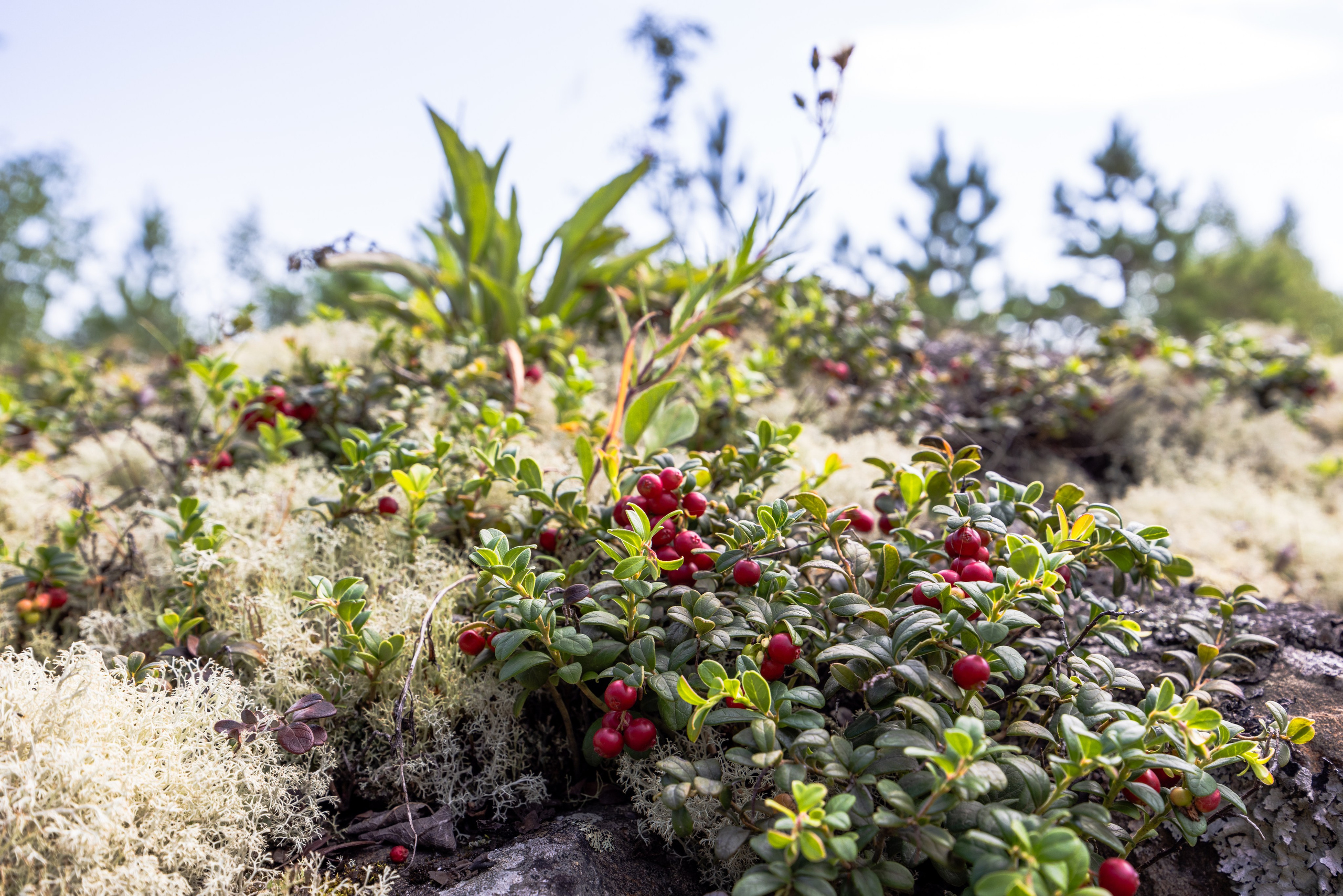 Ладога. Автомобильная фотография в Санкт-Петербурге