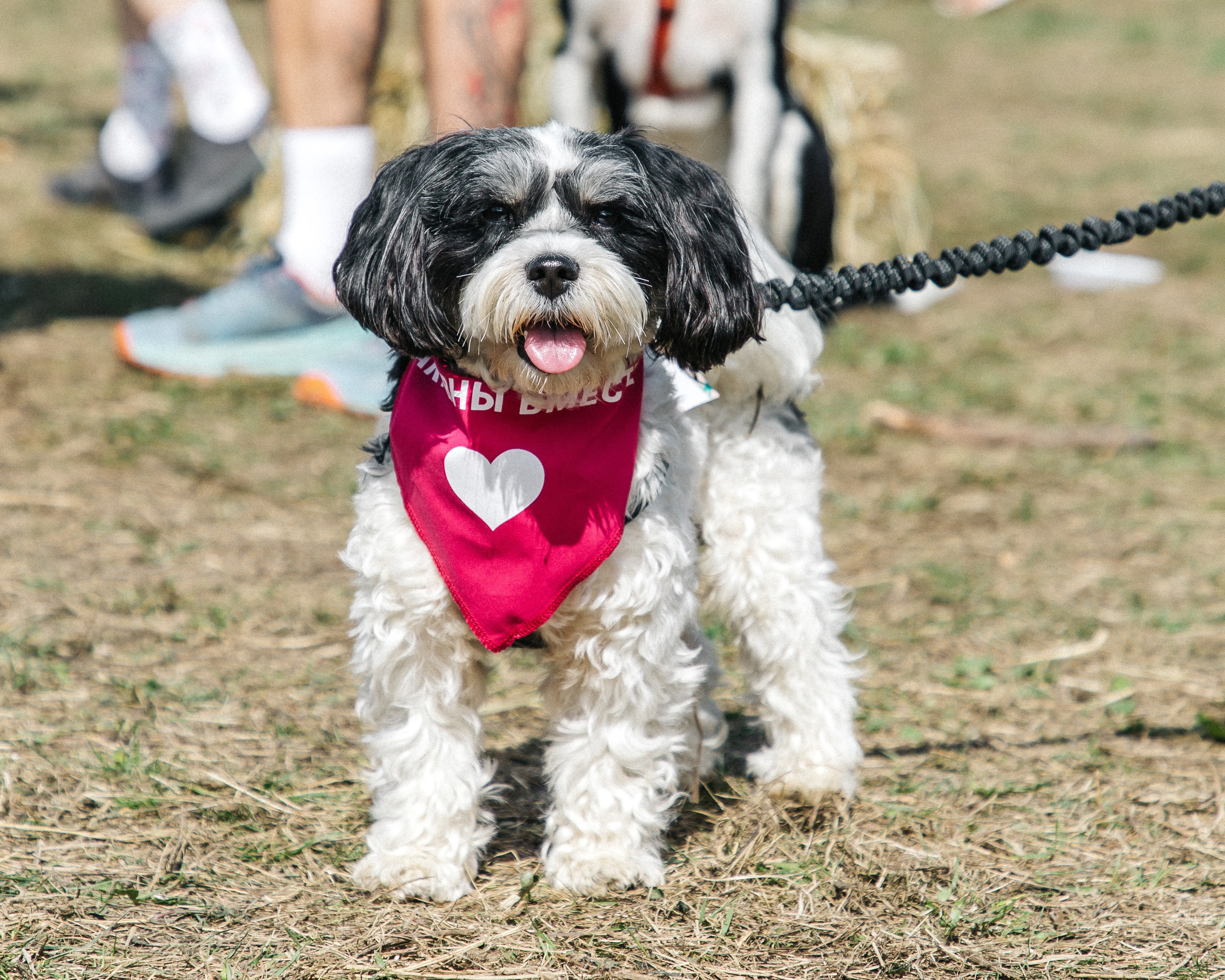 Кросс «Быстрый пёс» 2025. Репортажный фотограф в Москве