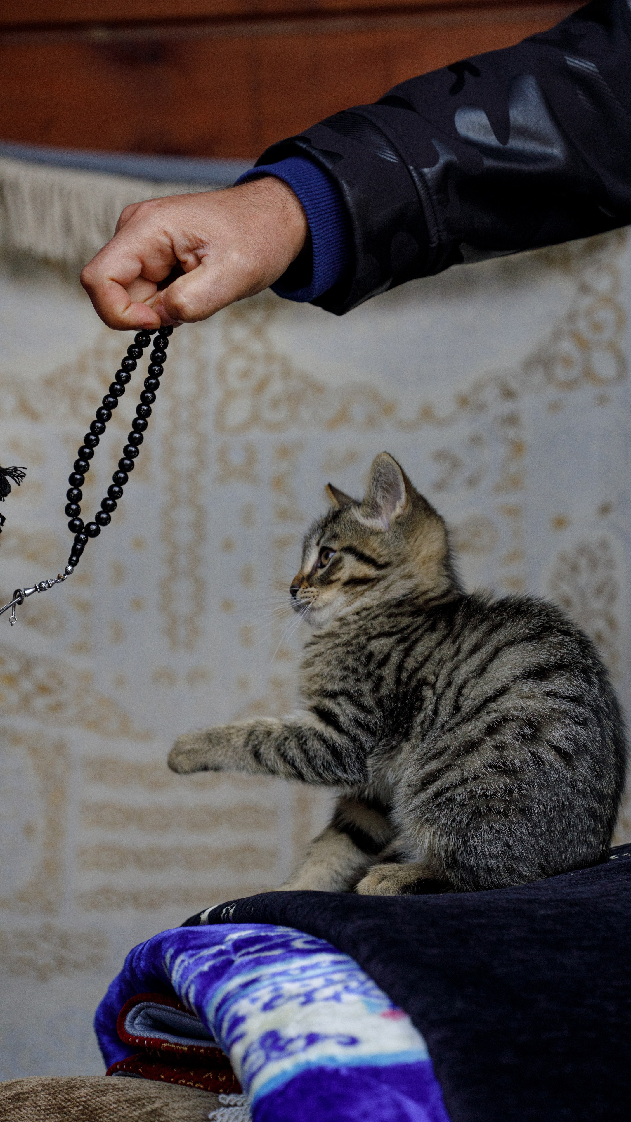 Кошки. Фотографии Дмитрия Захаренко