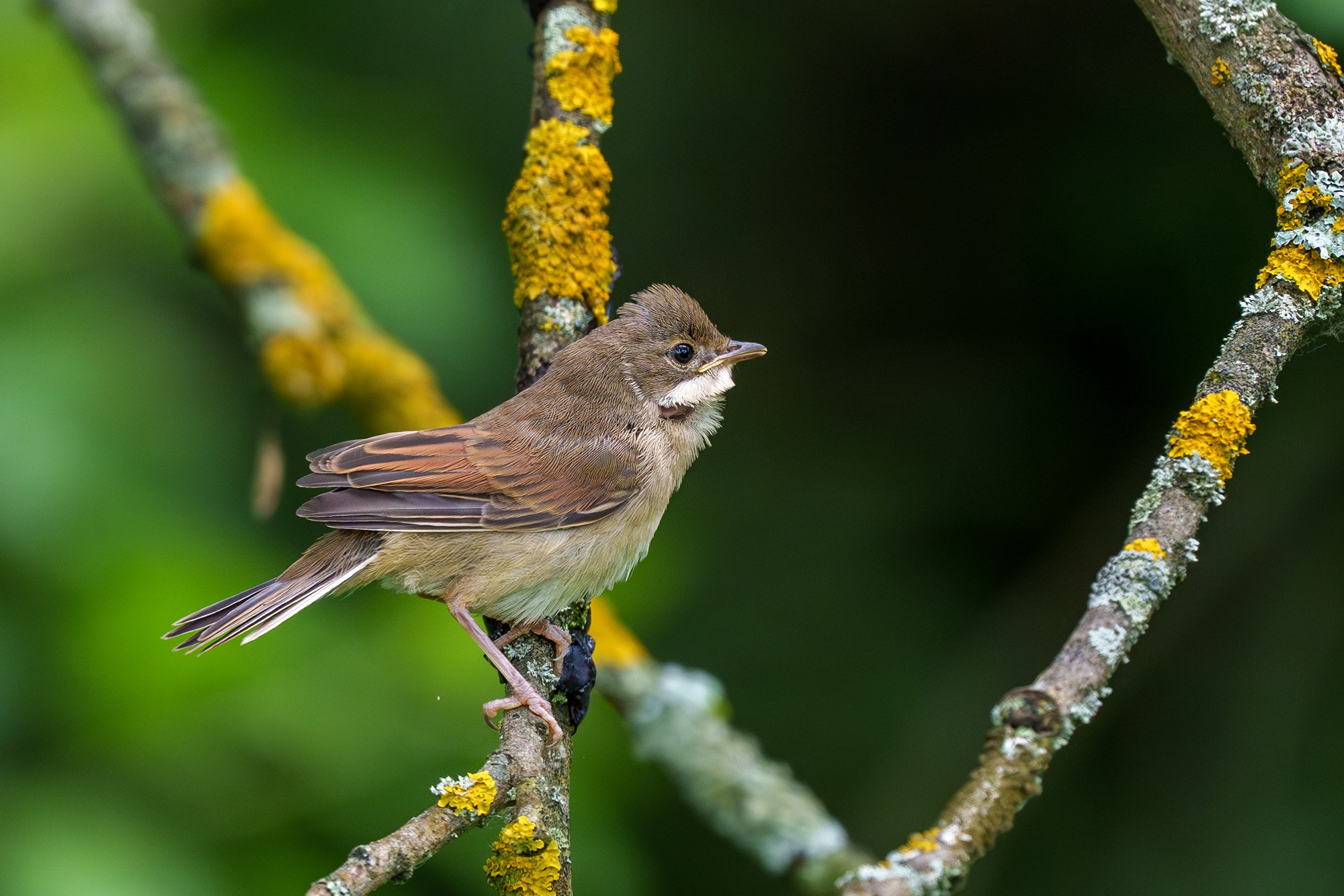 Удивительные мир птиц. Вокруг нас столько прекрасного — присмотритесь!. Ваш личный фотограф Марина Волкова