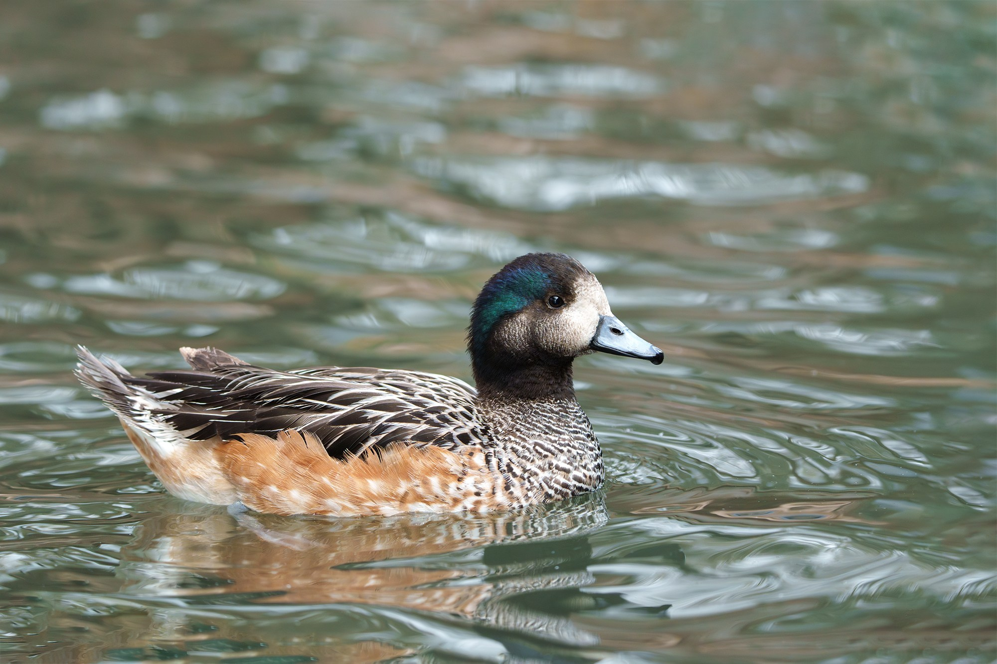 Удивительные мир птиц. Вокруг нас столько прекрасного — присмотритесь!. Ваш личный фотограф Марина Волкова