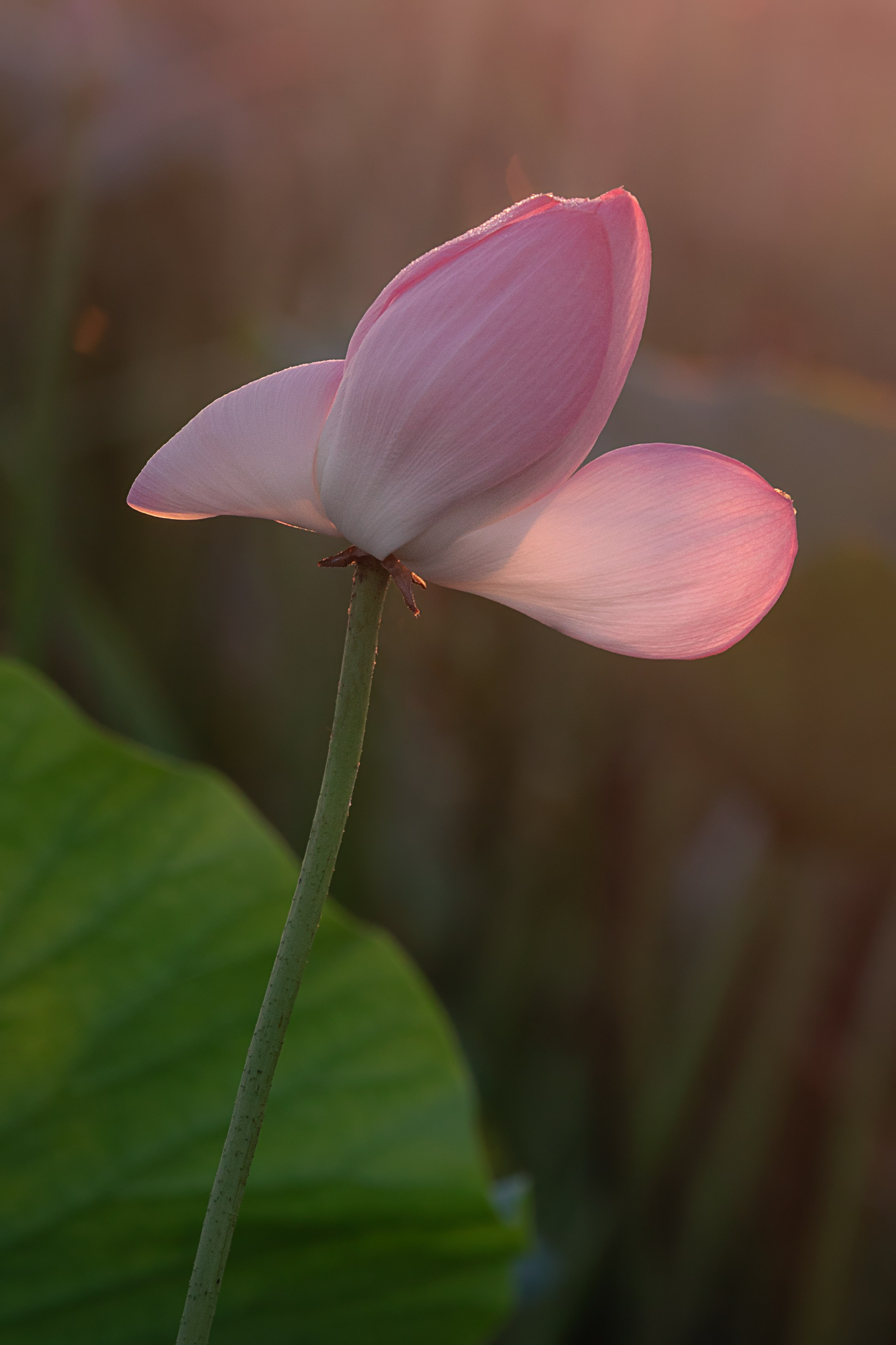 Астраханская область 2025 | Фотограф Дмитрий Купрацевич. Дмитрий Купрацевич профессиональный пейзажный и travel-фотограф