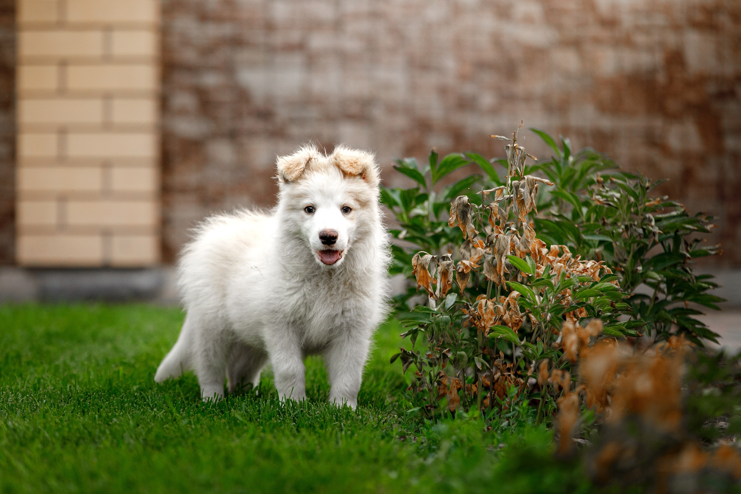 Болтовня в саду. О нас