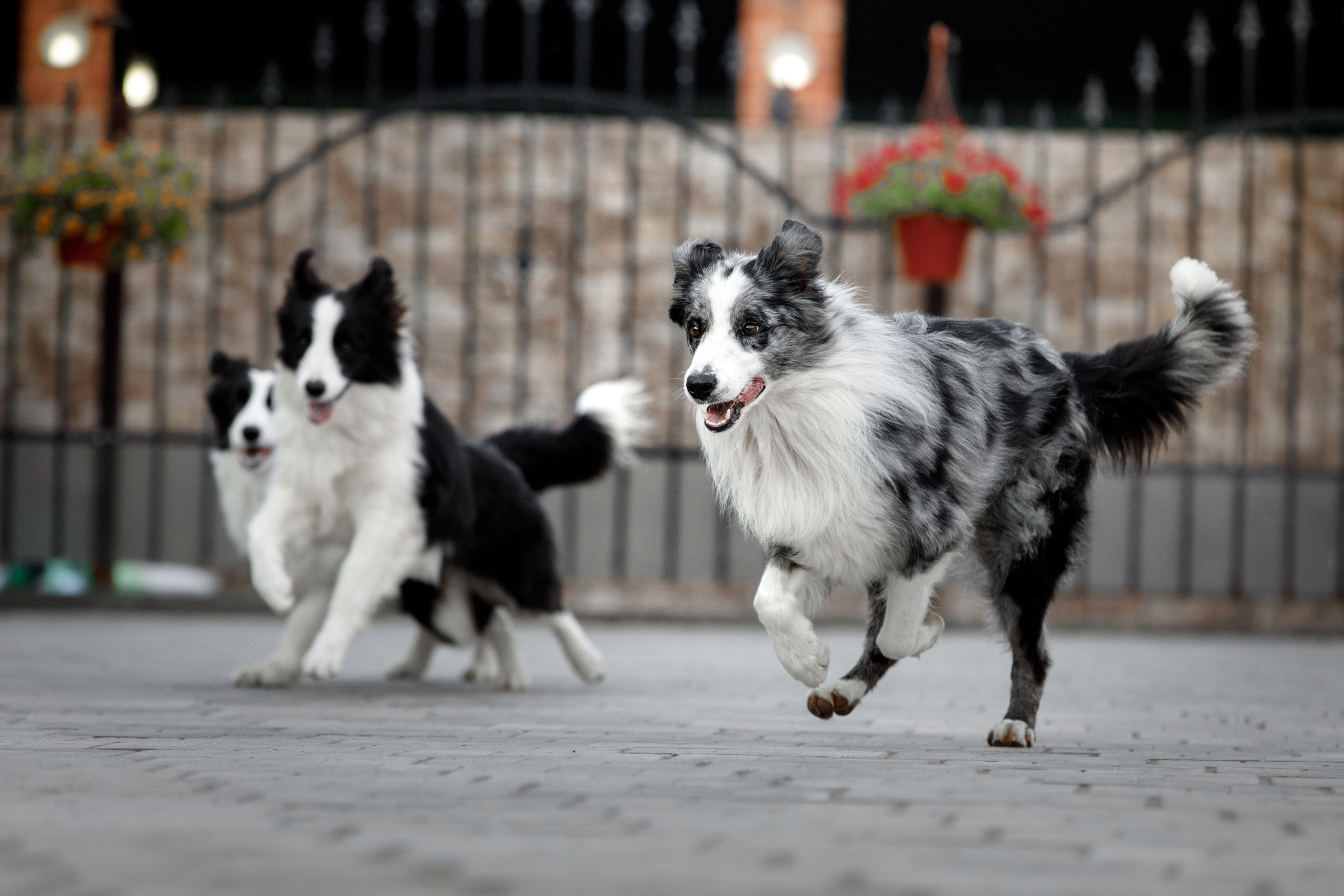 Болтовня в саду. О нас