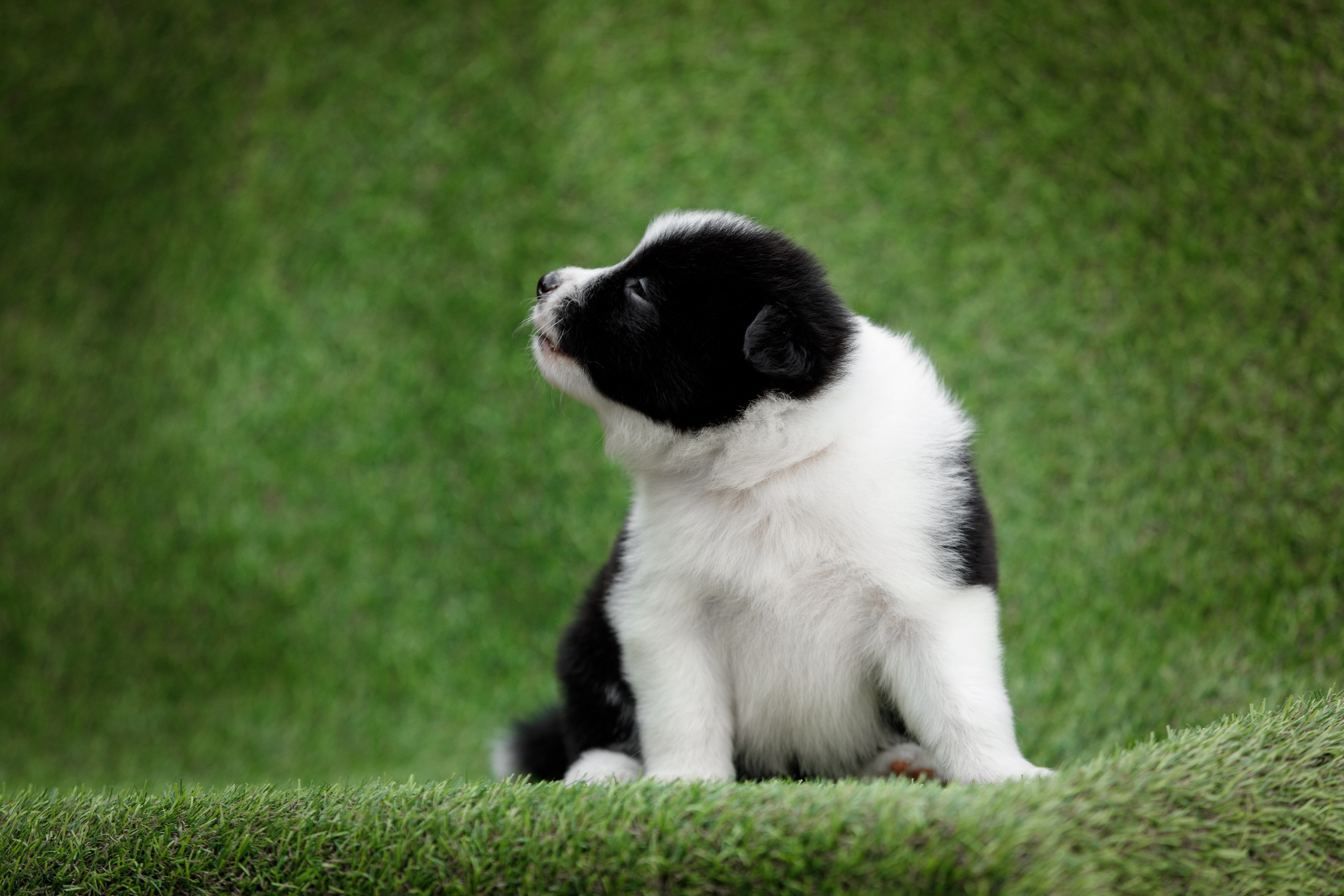 Смешарики. О нас