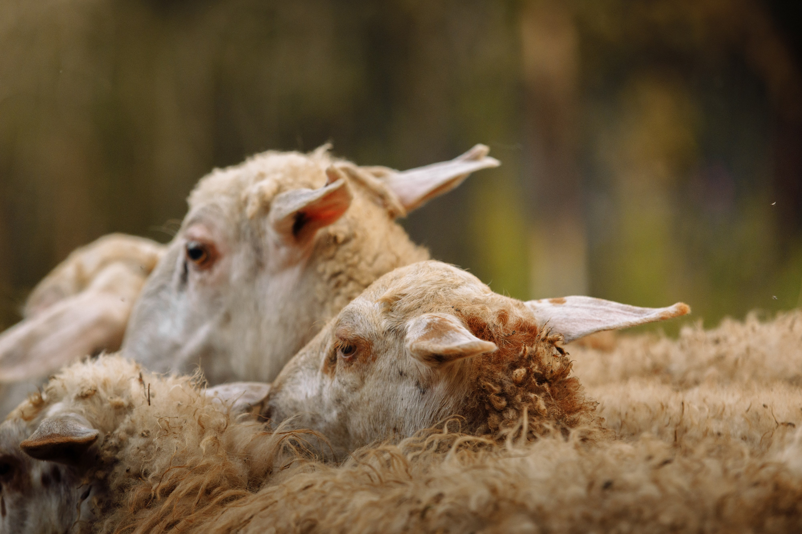 Овечий день. О нас