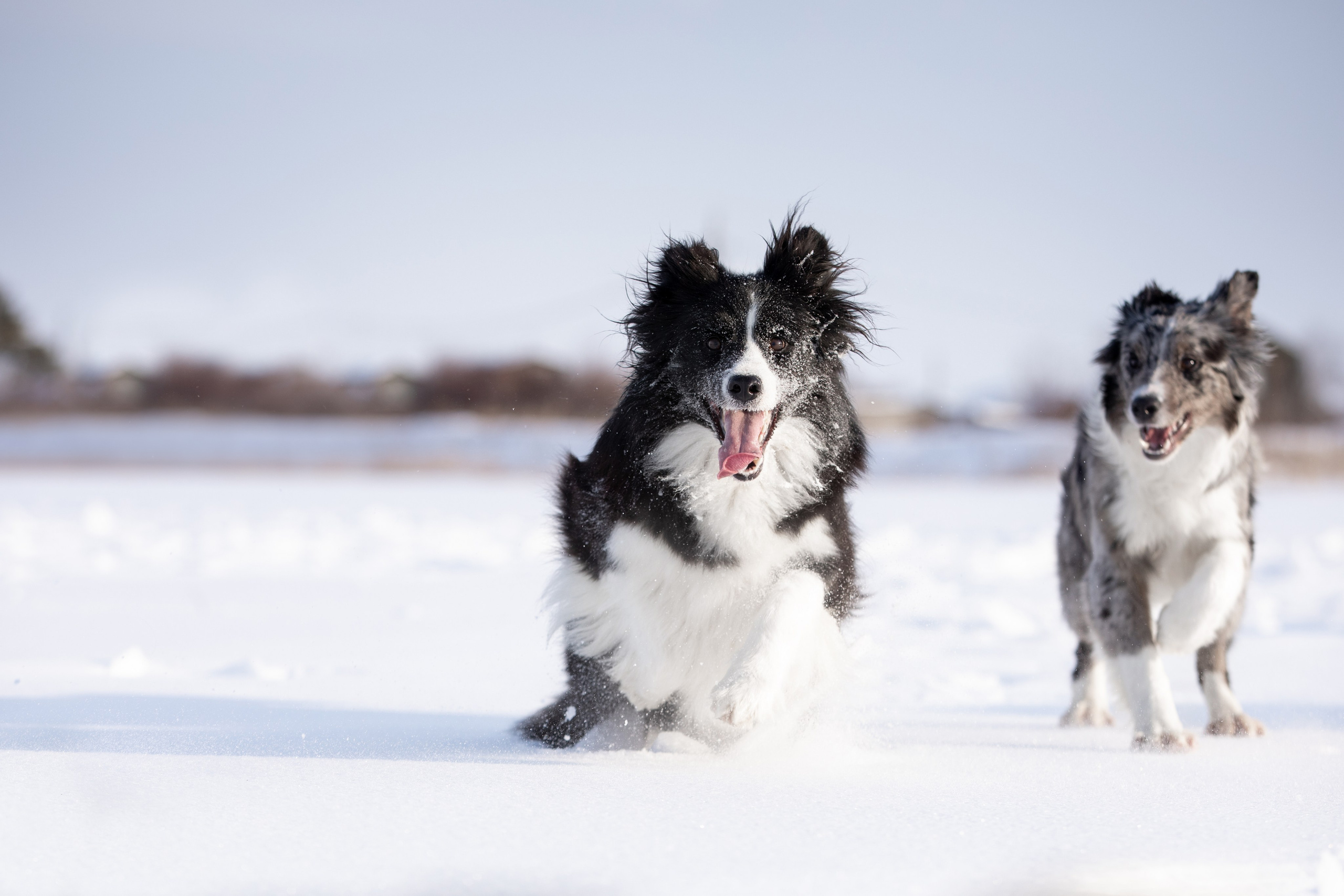Мороз и солнце. О нас