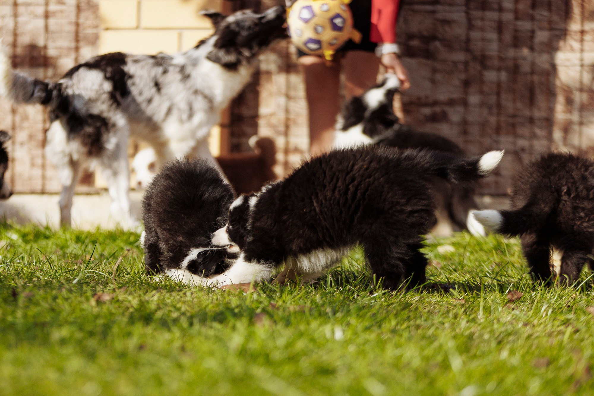 У дома с большой компанией от мала до велика. О нас
