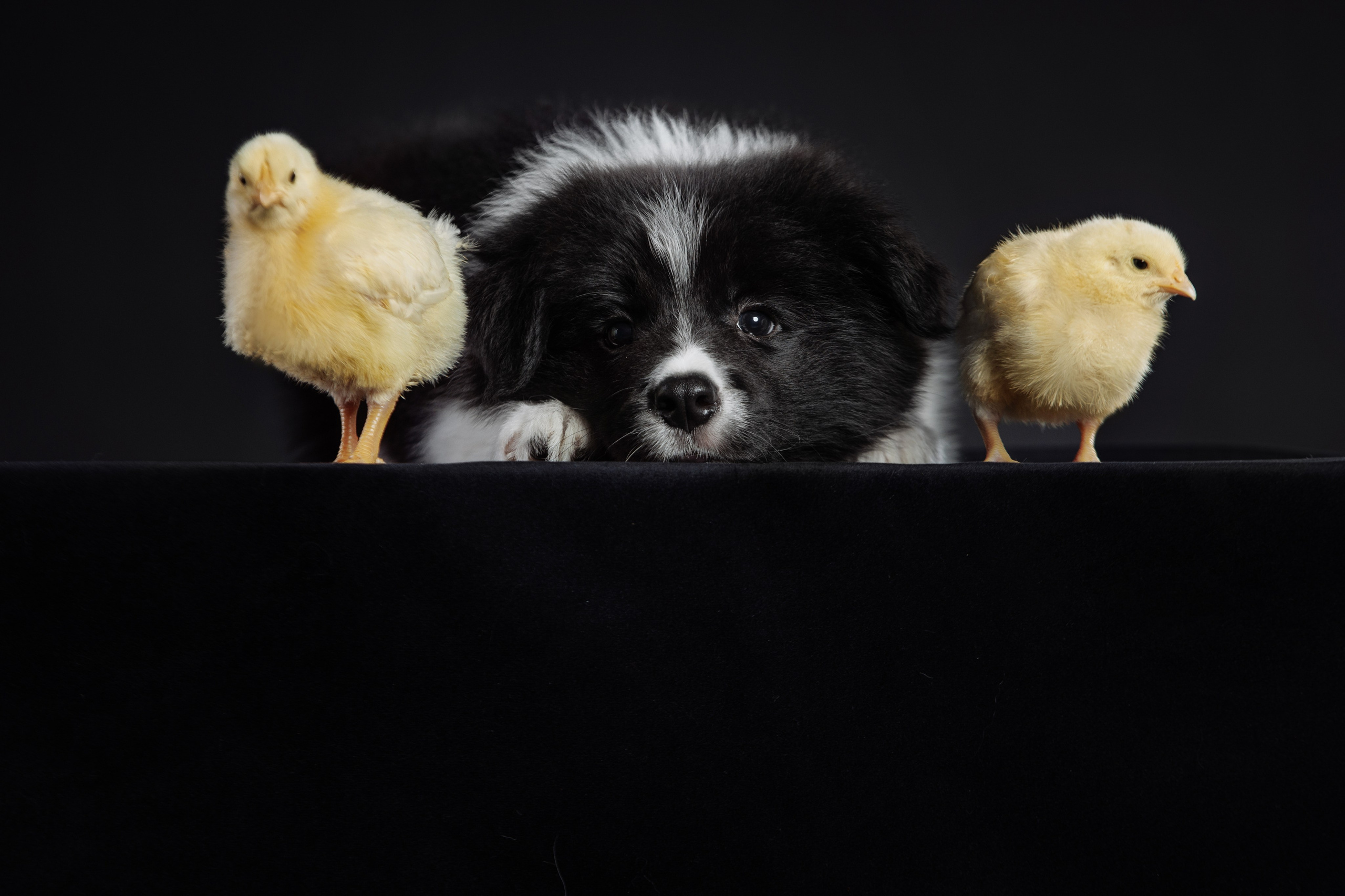 С цыпами. О нас