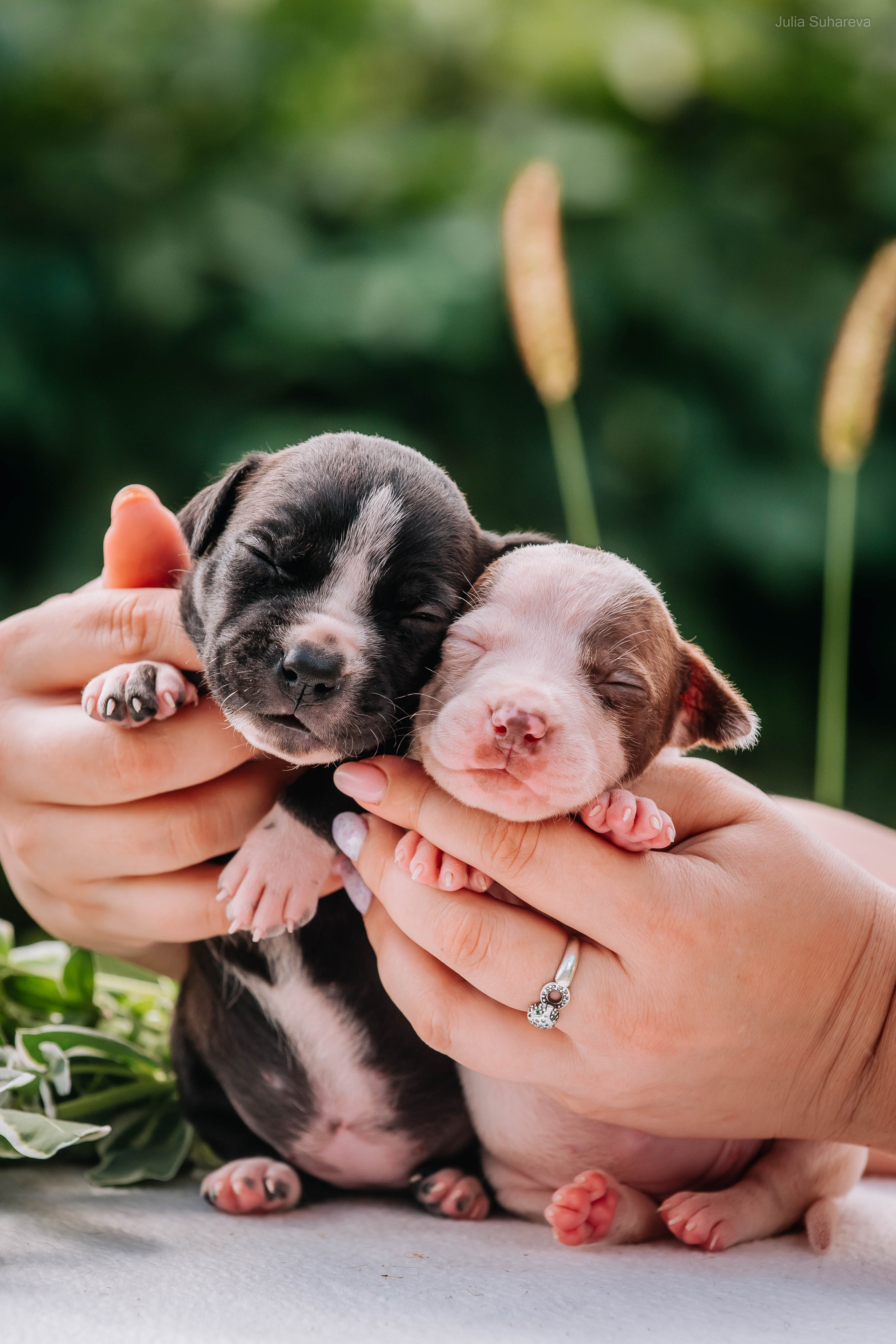 Щенки 2 недели. Главная