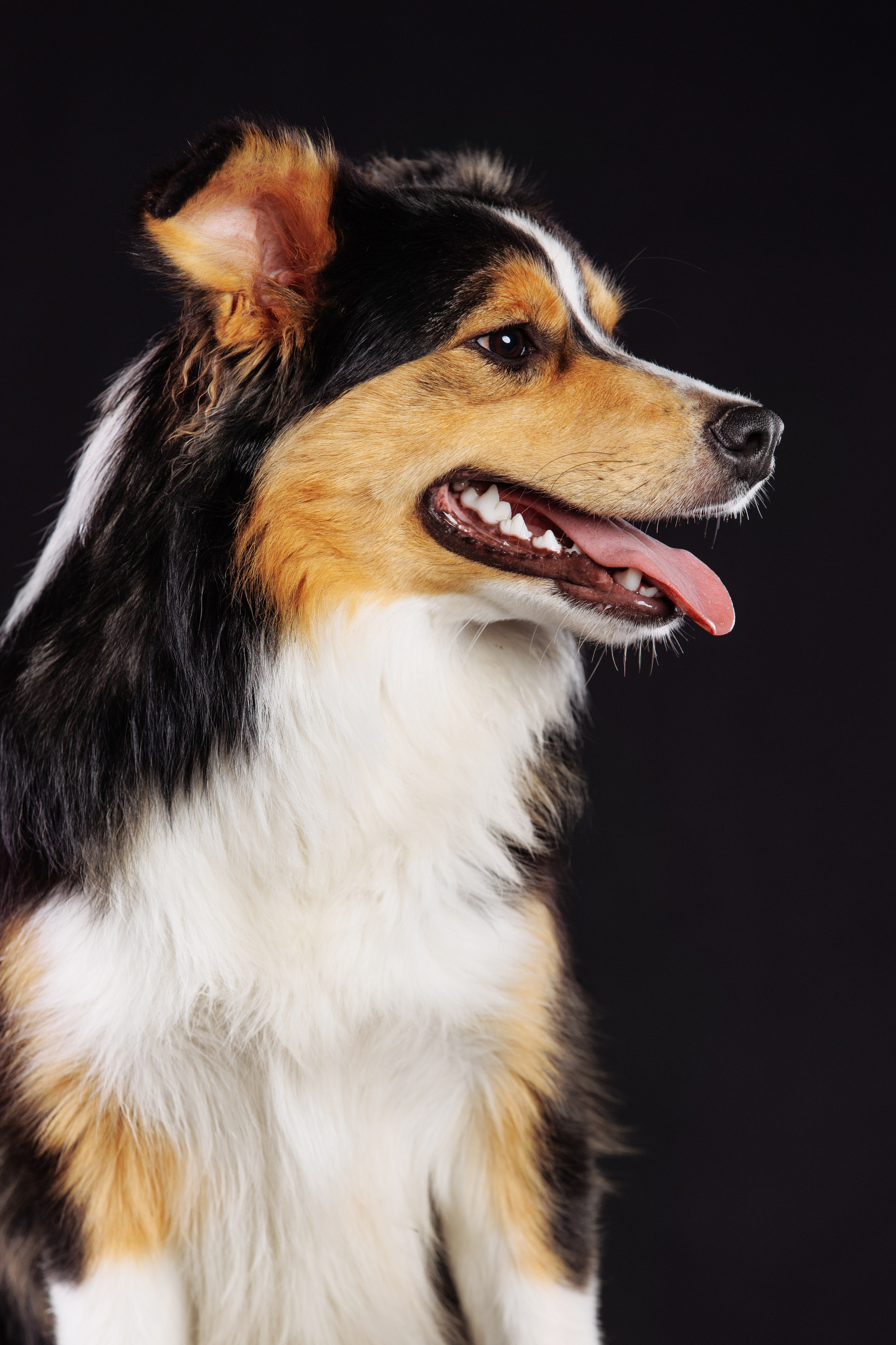 С цыпами. О нас