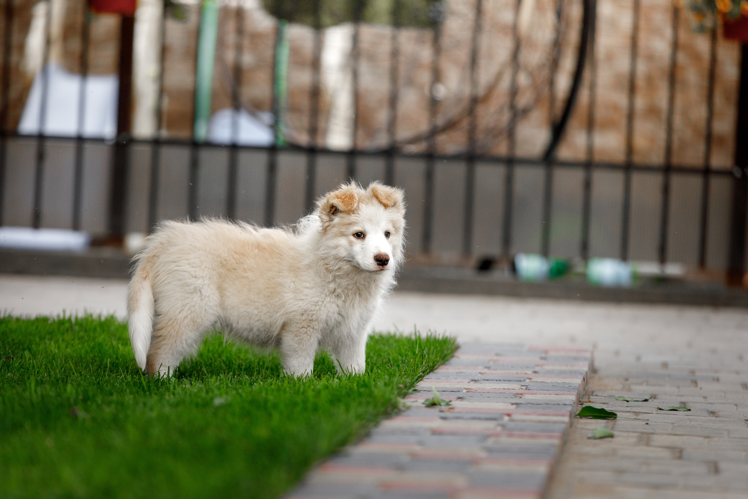 Болтовня в саду. О нас