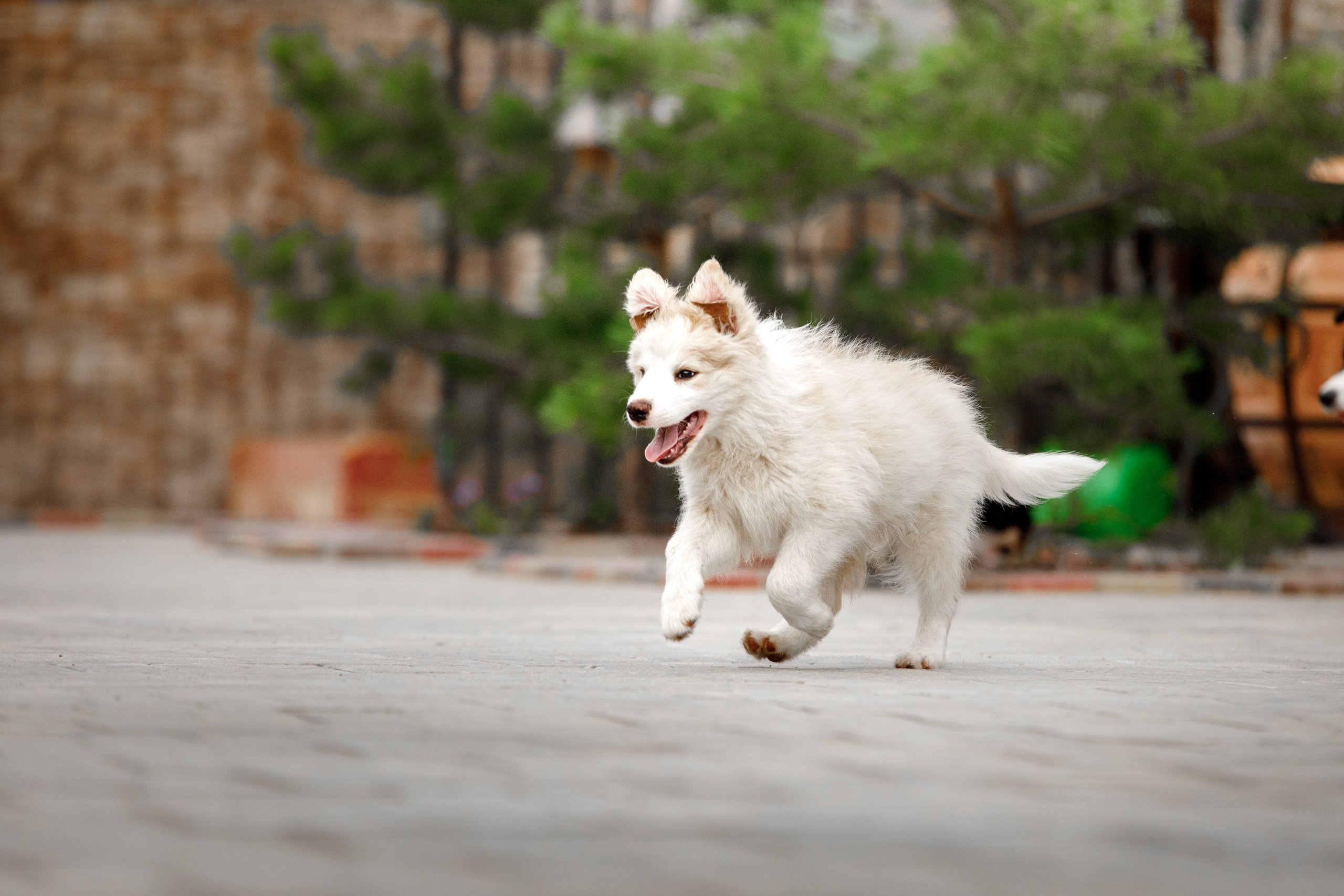 Болтовня в саду. О нас