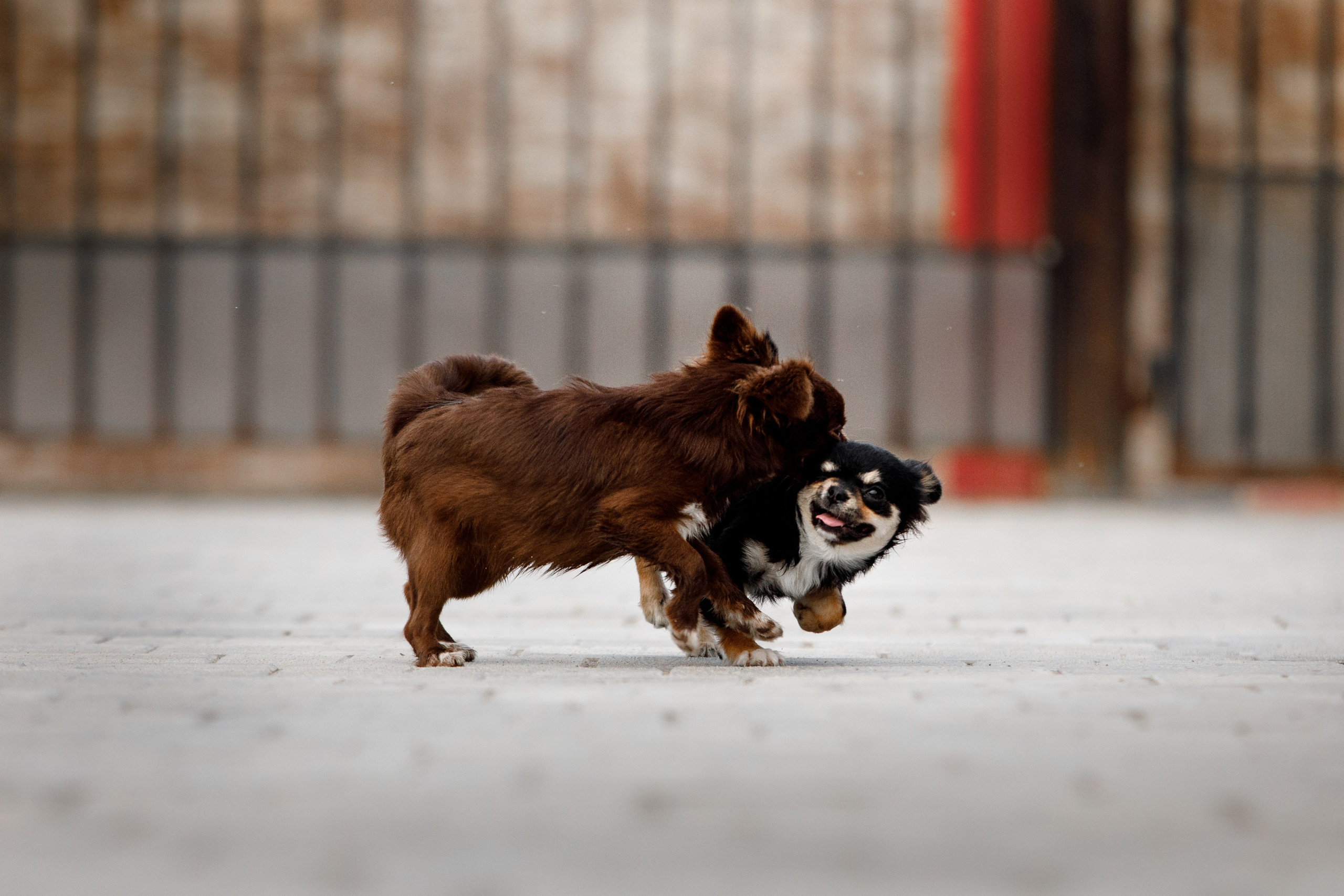 Болтовня в саду. О нас