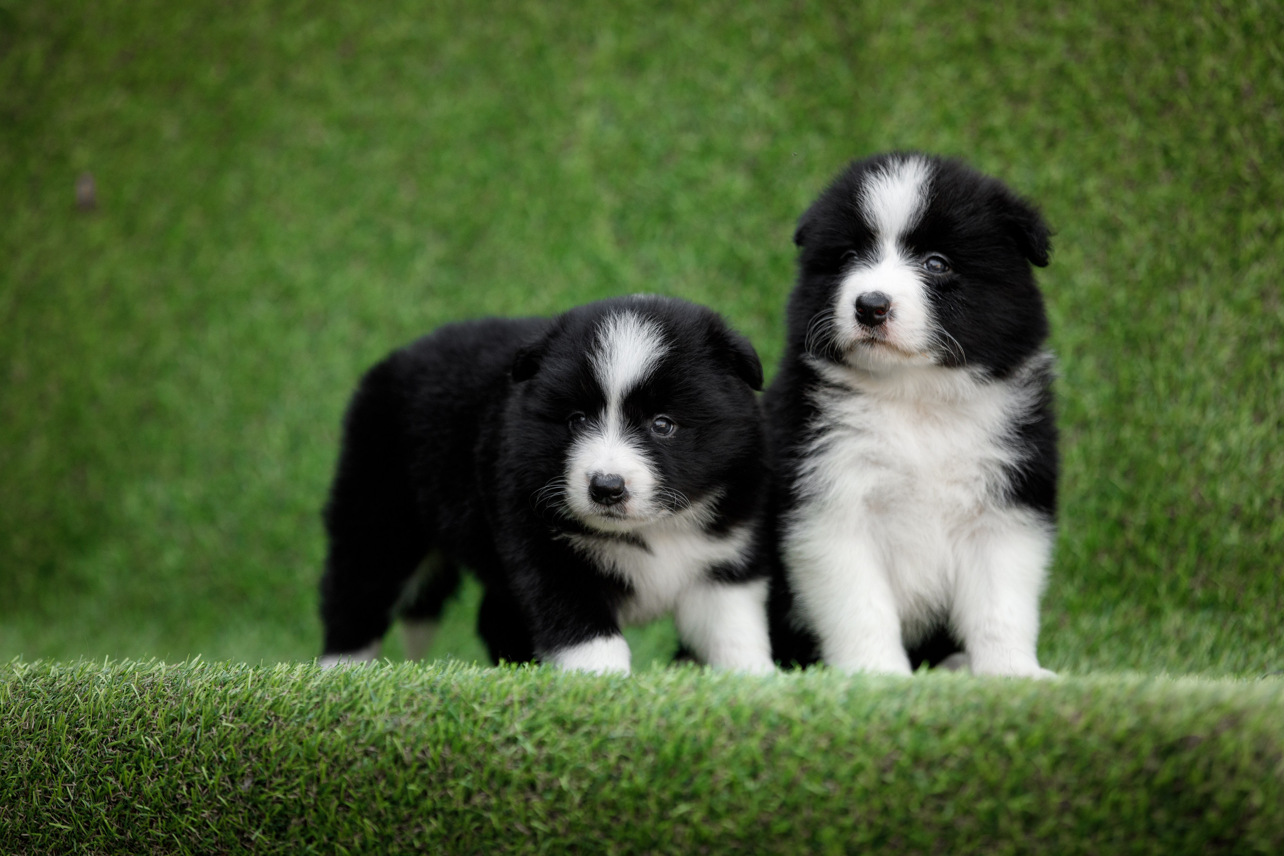 Смешарики. О нас