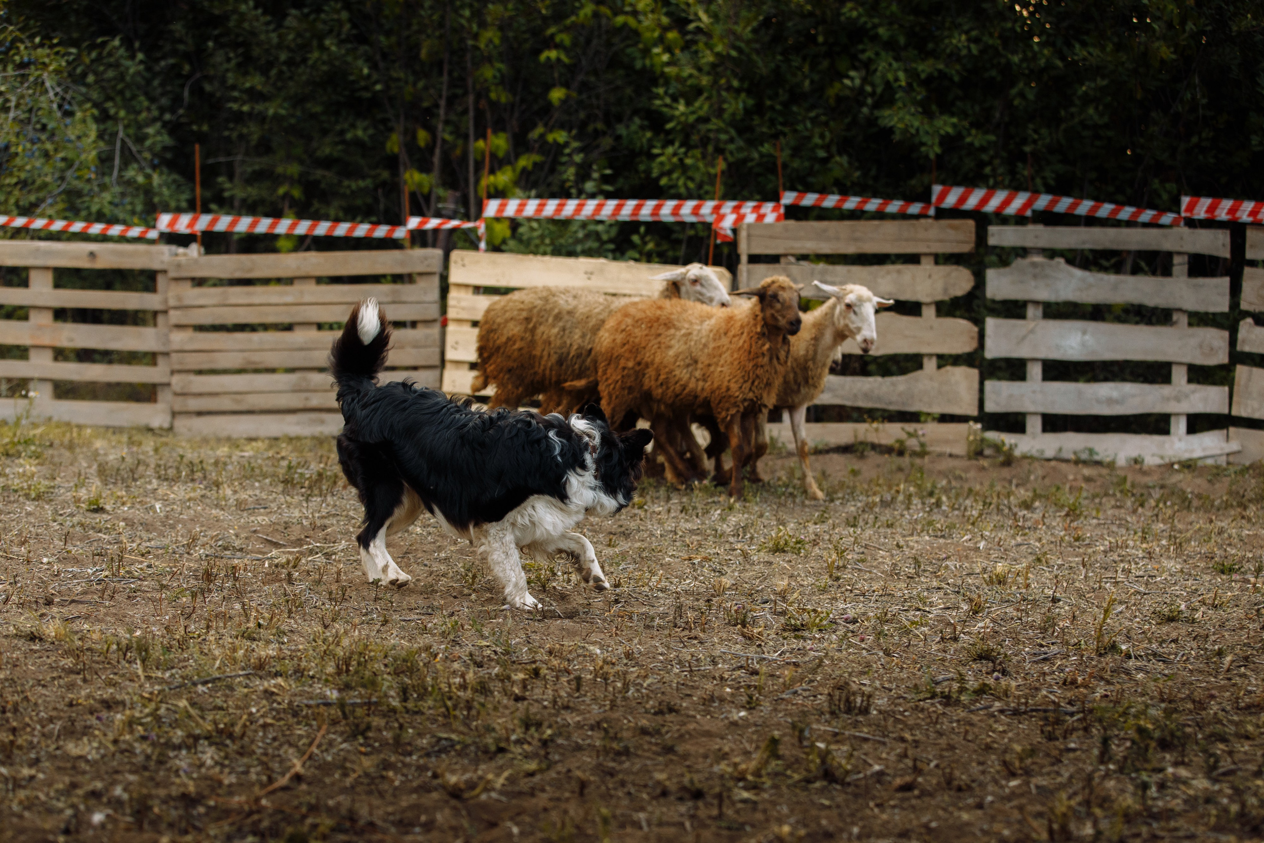 Овечий день. О нас