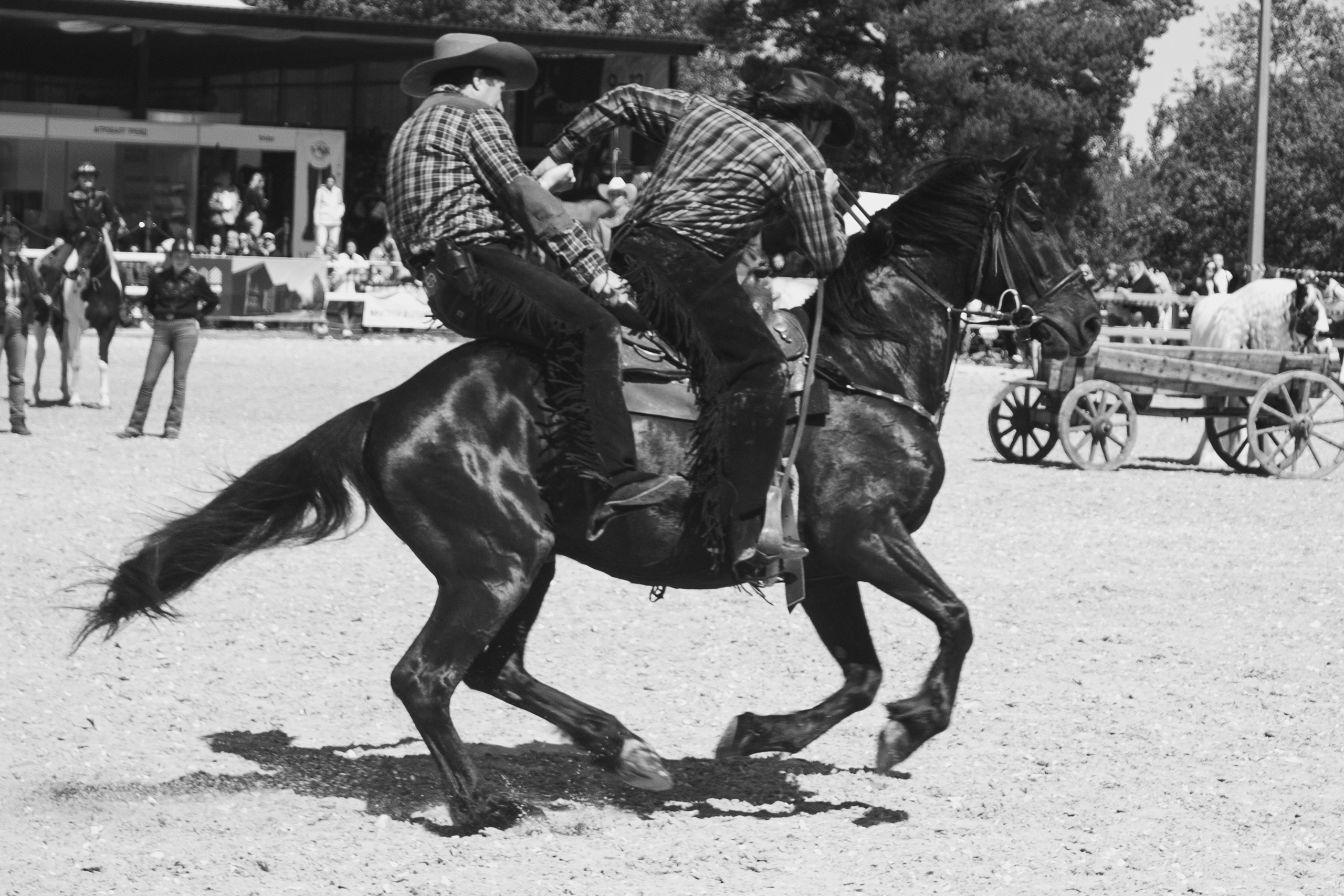 Фотограф — анималист Алина Чебулаева. Фотограф — анималист Алина Чебулаева г. Находка