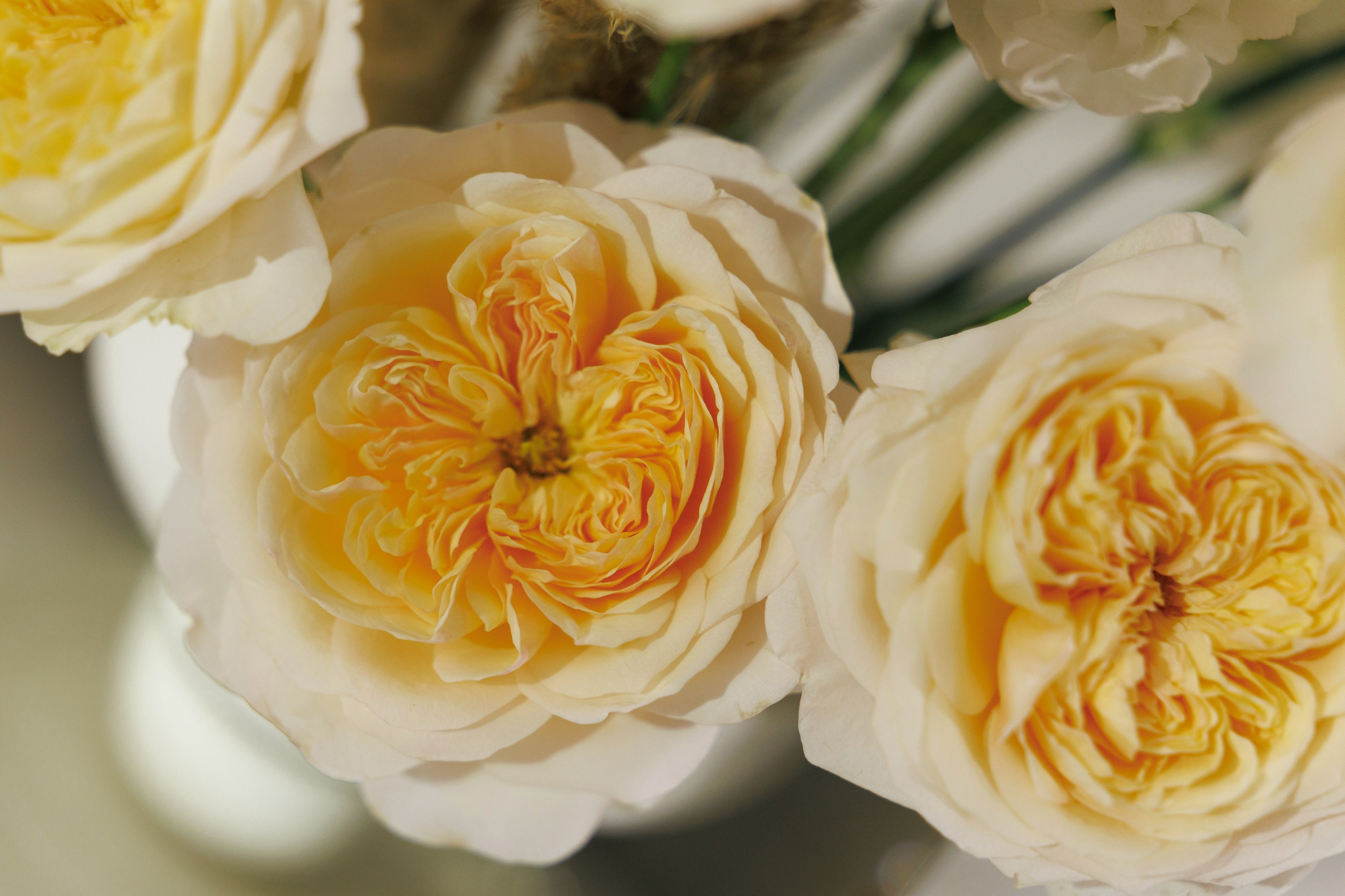 Марк и Елизавета. Свадебный фотограф в Ростове — на — Дону Александра Пивоварова