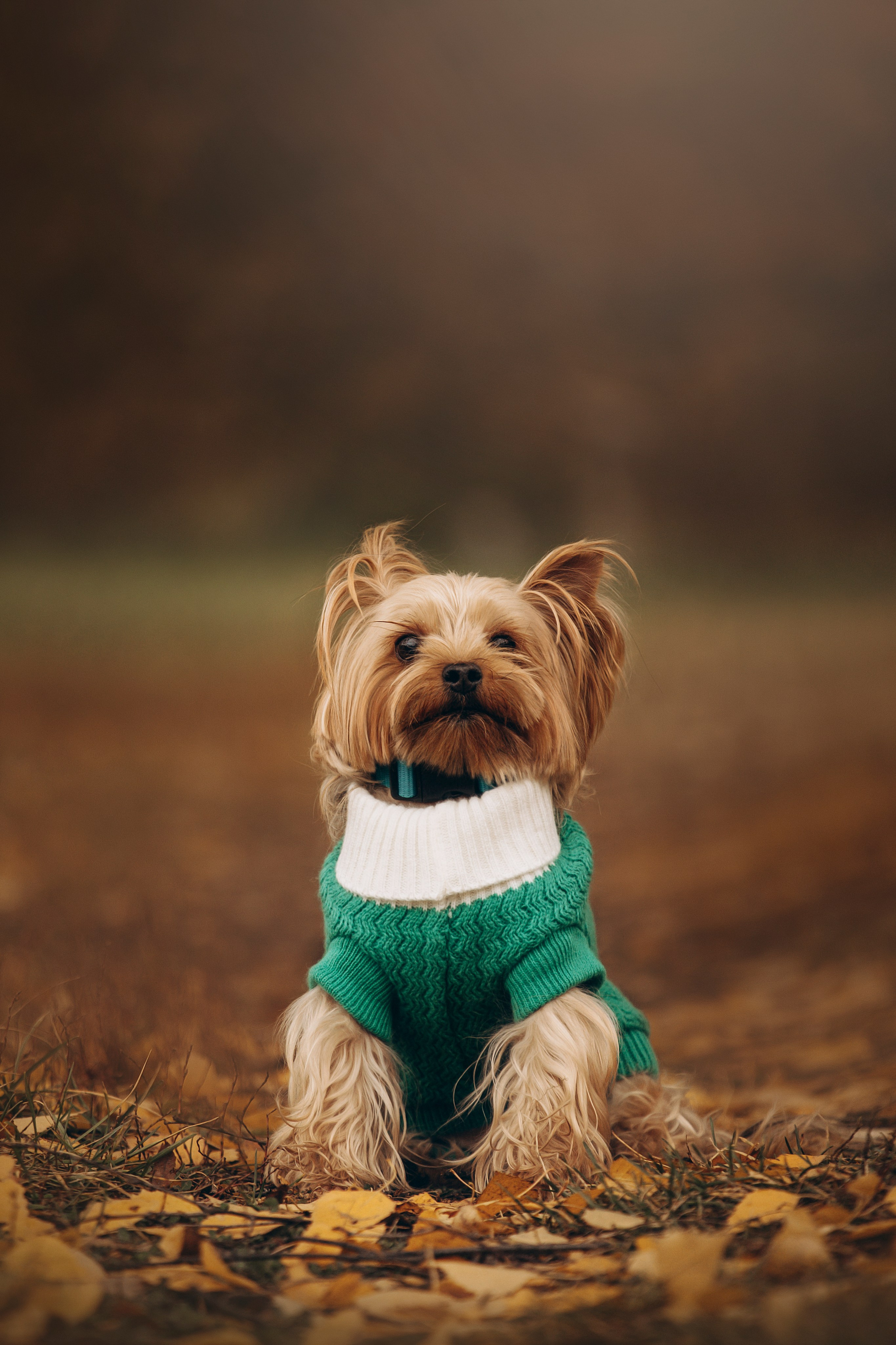 Настя и Тёма. Фотограф — Анималист | Санкт-Петербург