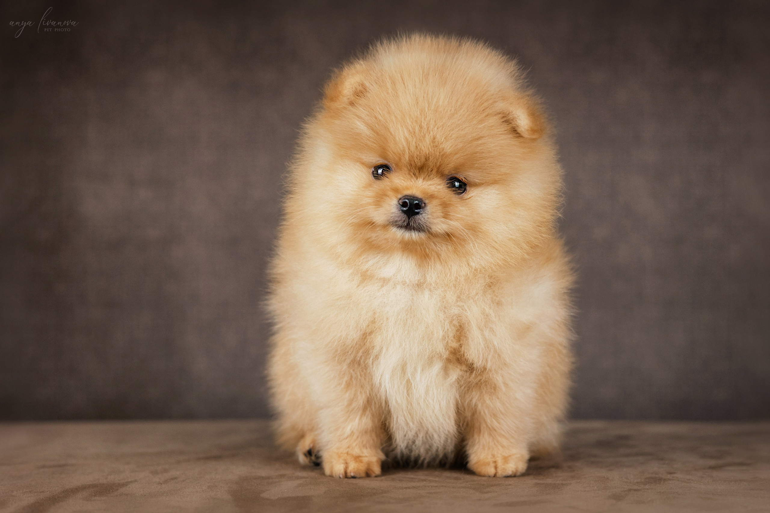 Шпицули. Фотограф анималист Аня Ливанова | Рыбинск