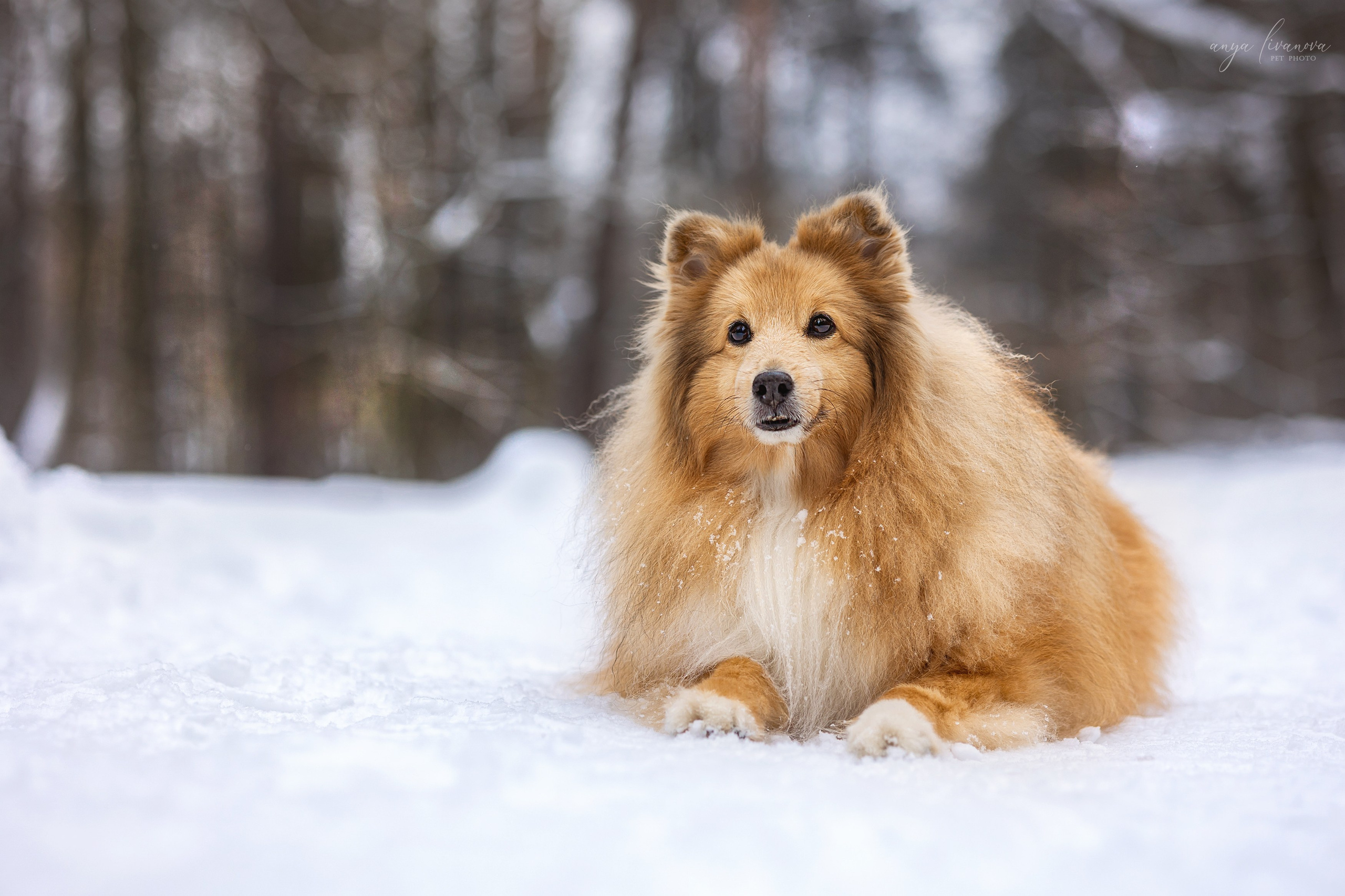 Скиф. Фотограф анималист Аня Ливанова | Рыбинск