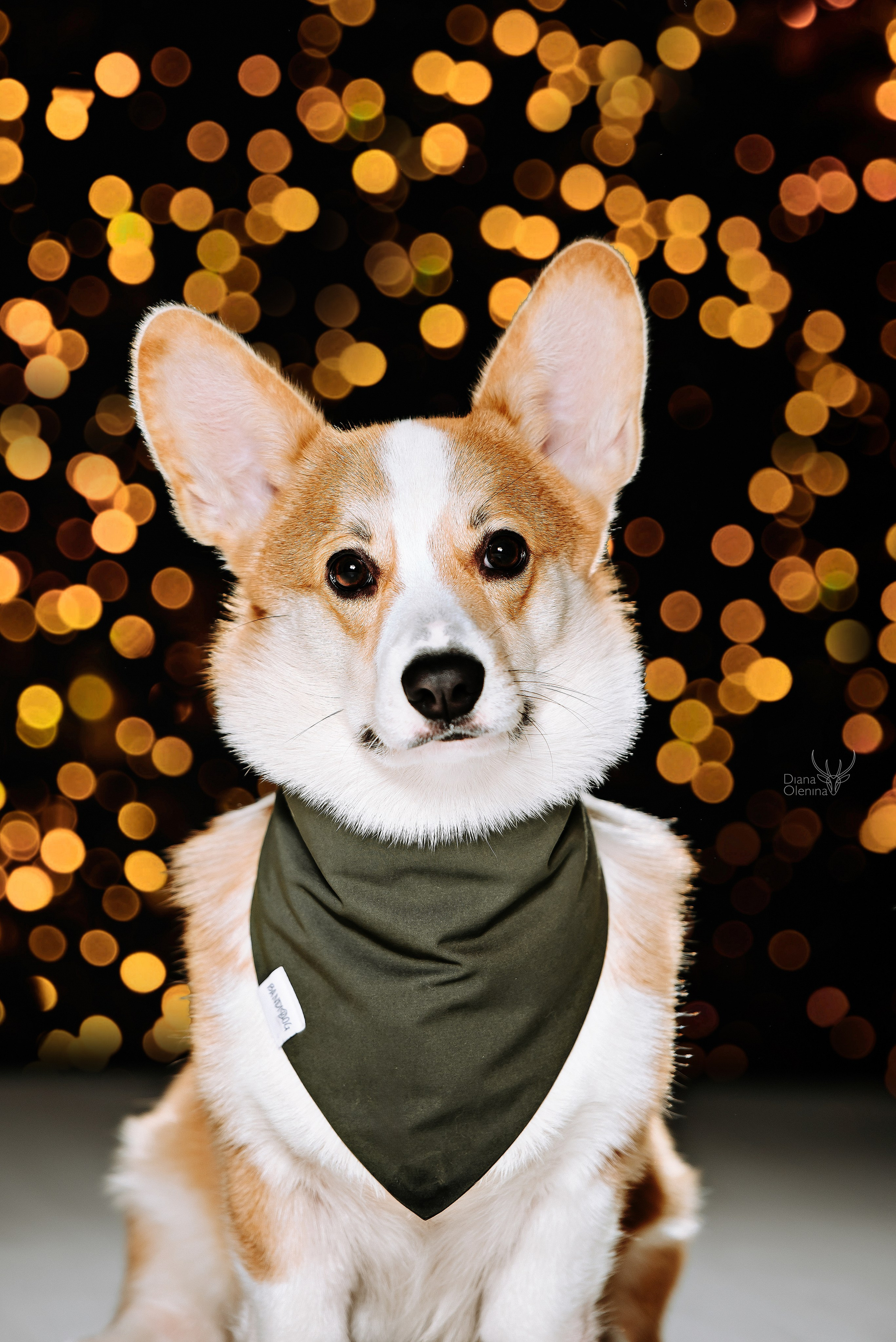 Собаки фоны. Фотограф Диана Оленина Красноярск / Братск