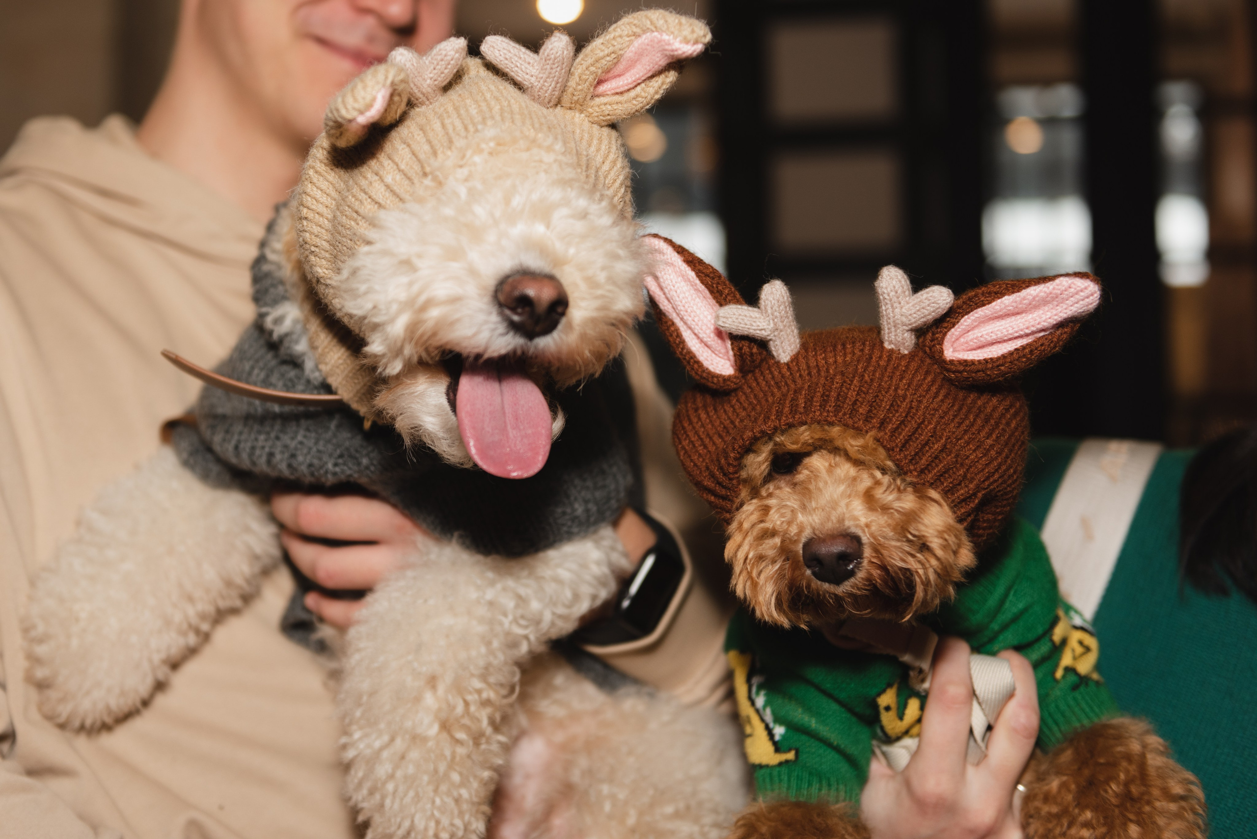 Pets. Фотограф в Москве Daria Lens