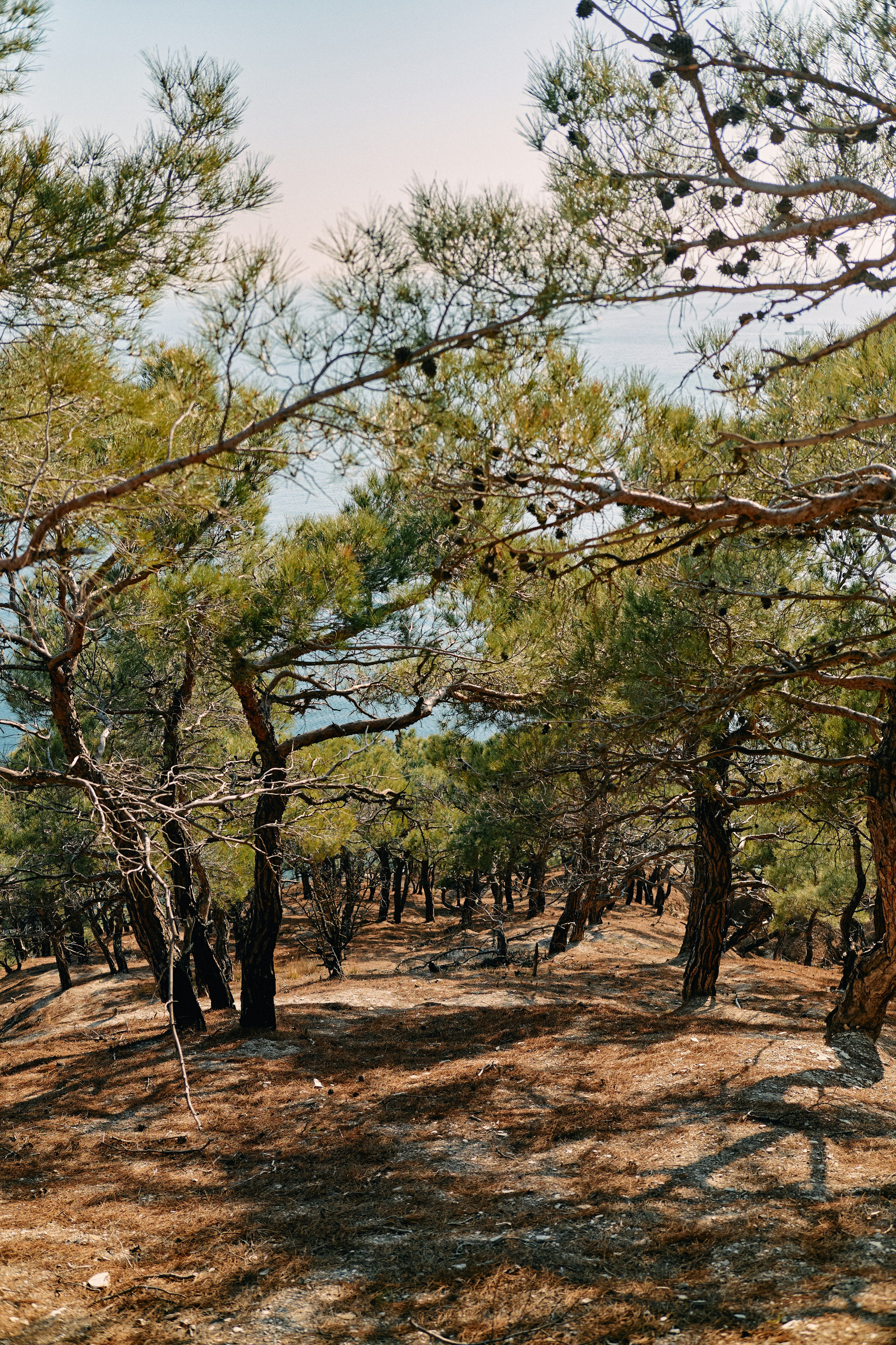 Юг России. Профессиональный Фотограф во Владимире, в Москве и в Суздале — Полина Романычева