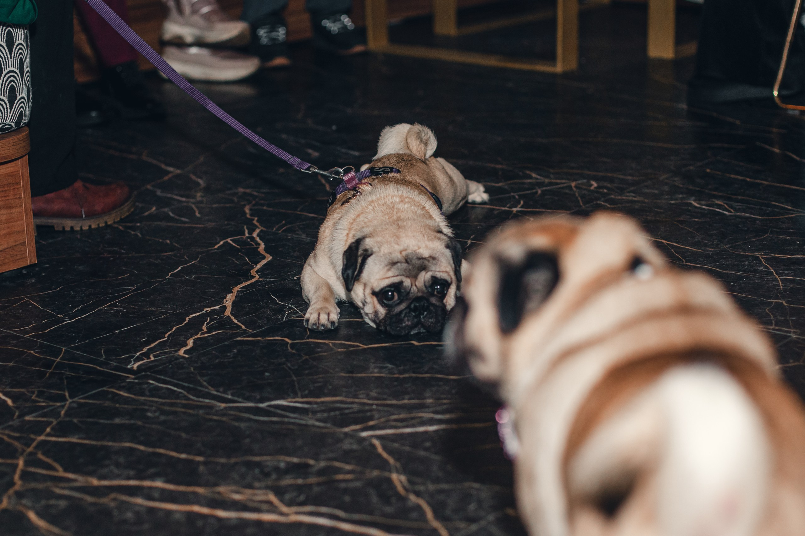 Мопсовстреча 02.12.2023. Фотограф-анималист Татьяна Степанова