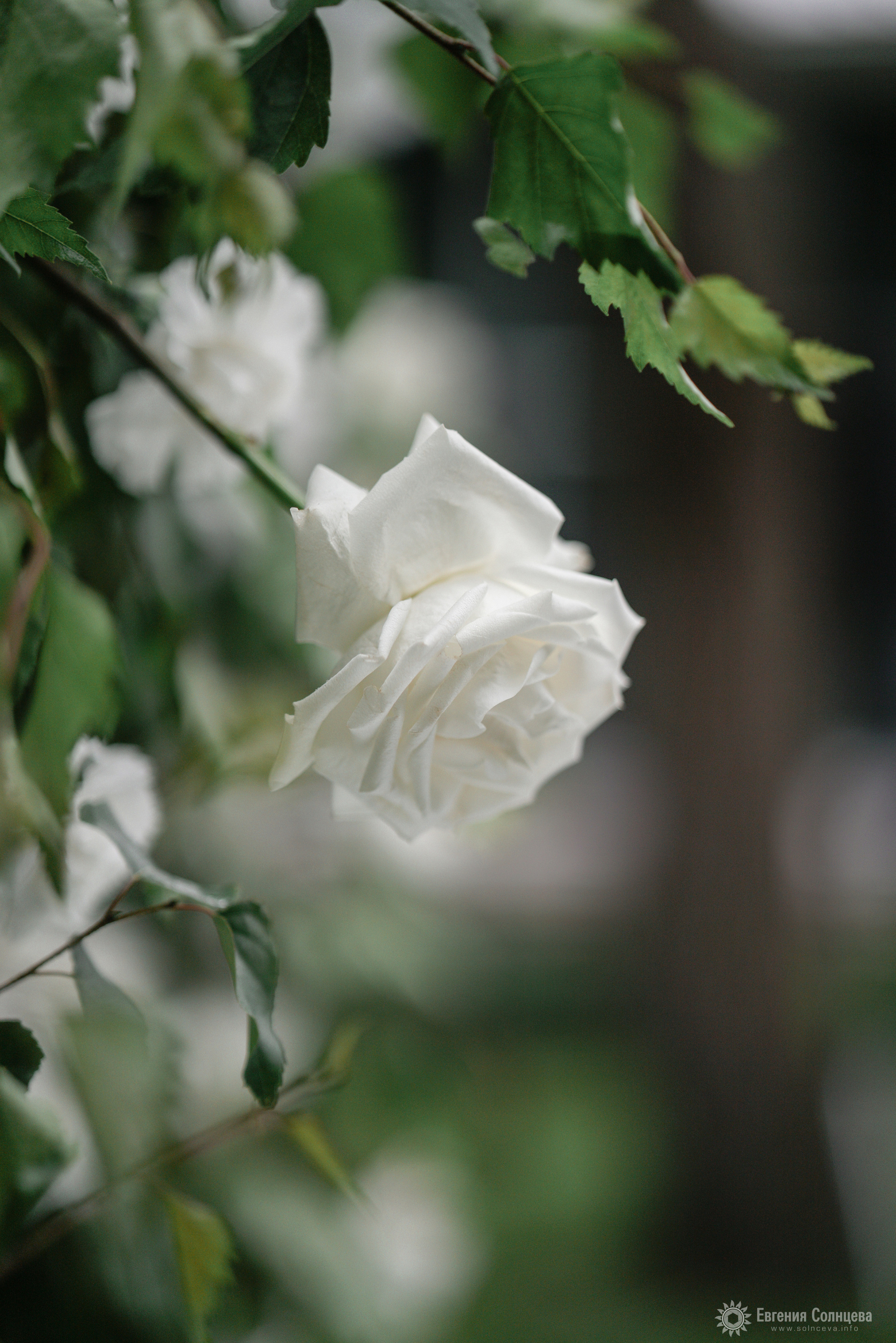Свадебный фотограф в Санкт-Петербурге - портфолио. Фотограф в Санкт-Петербурге, — Евгения Солнцева