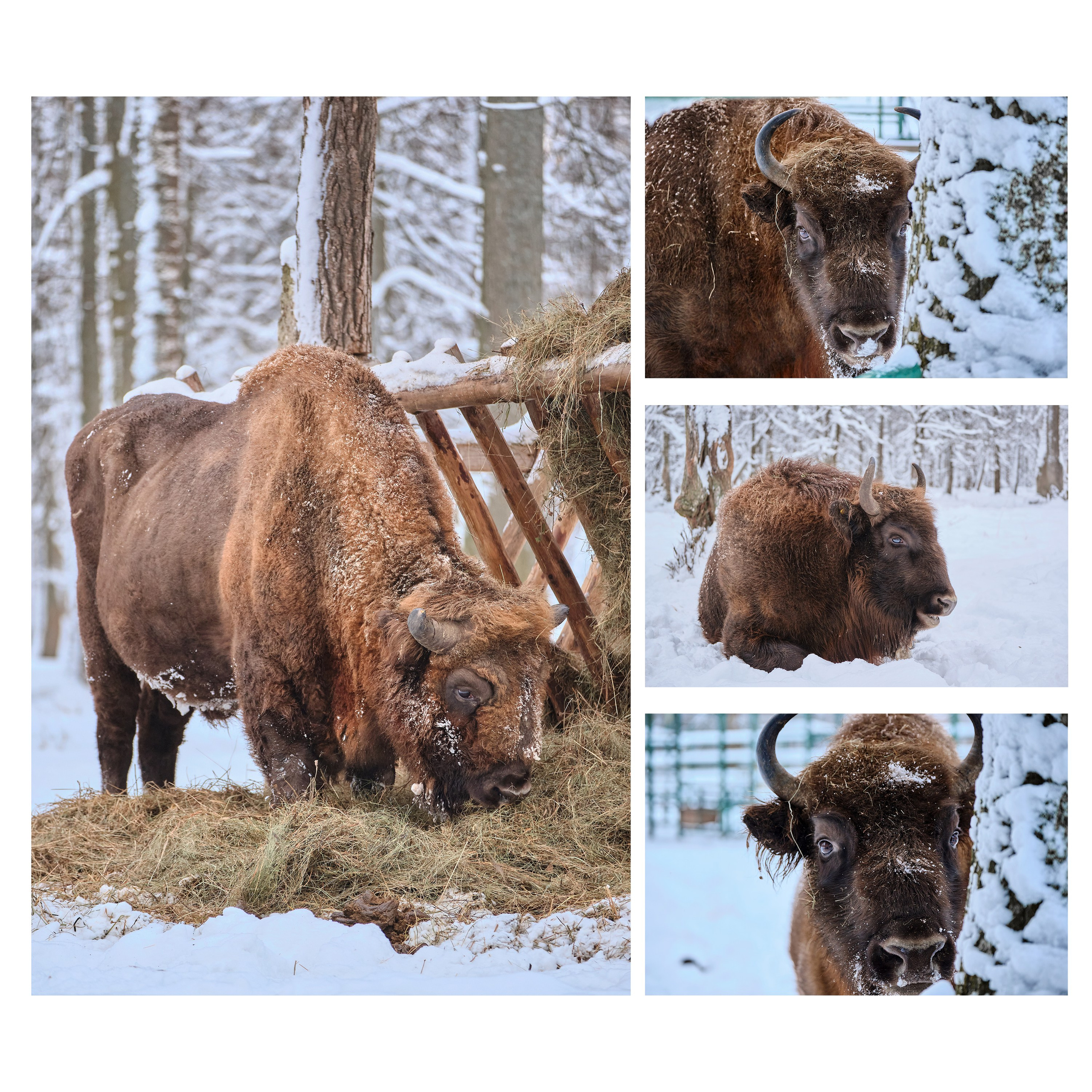 Приокско-Террасный заповедник. Репортажная фото и видеосъемка в Москве под ключ