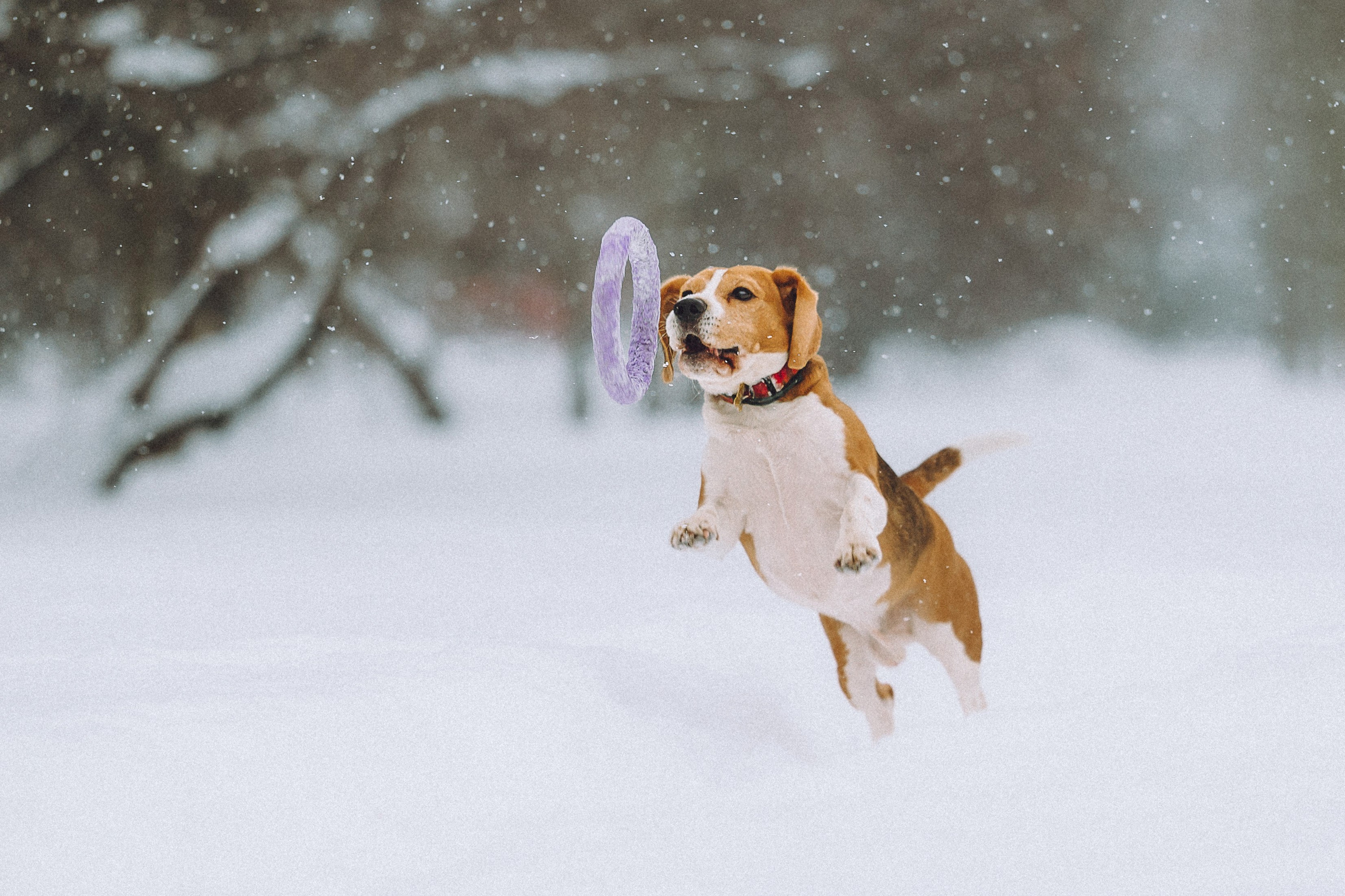 Роман, Портер и Коррес