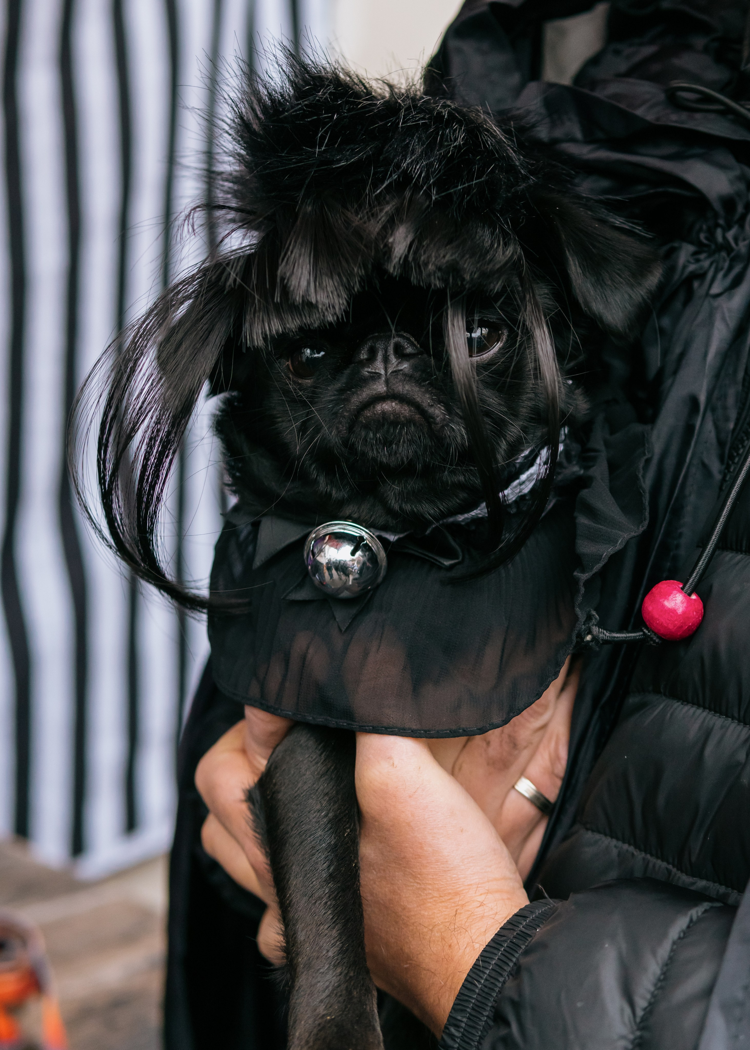 Тематическая встреча породников «Griffween». Фотограф-анималист Ксения Воробьева, Москва