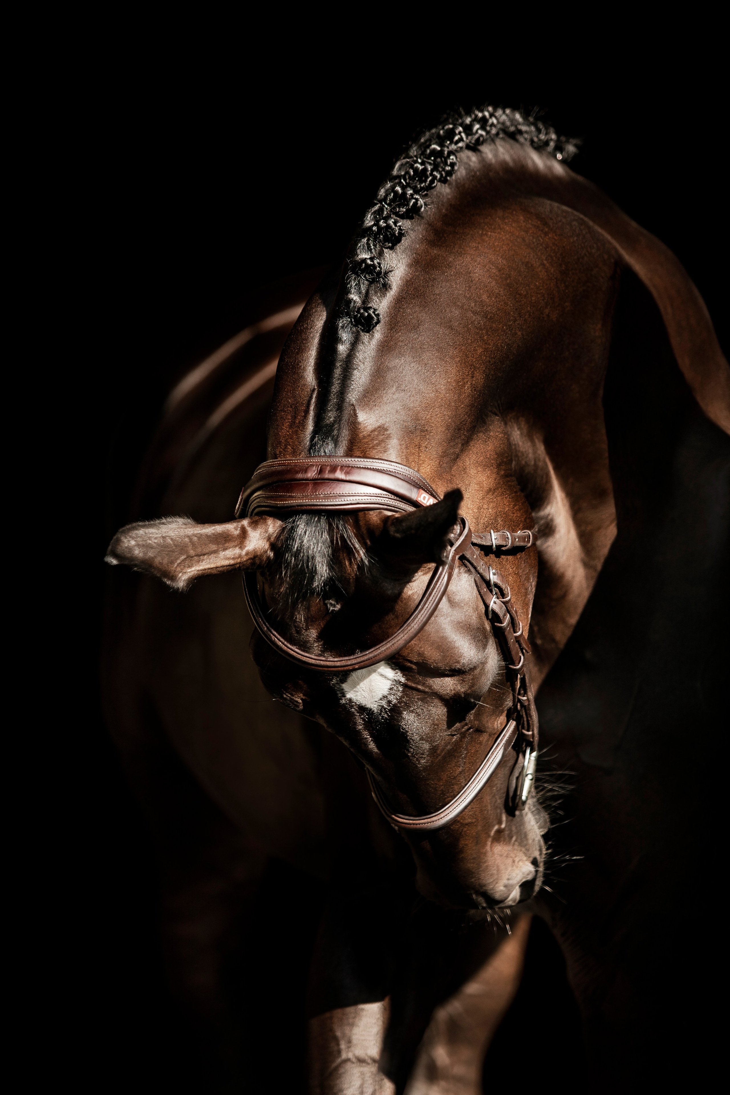 Конные портреты. Veronika Makeeva horse photo