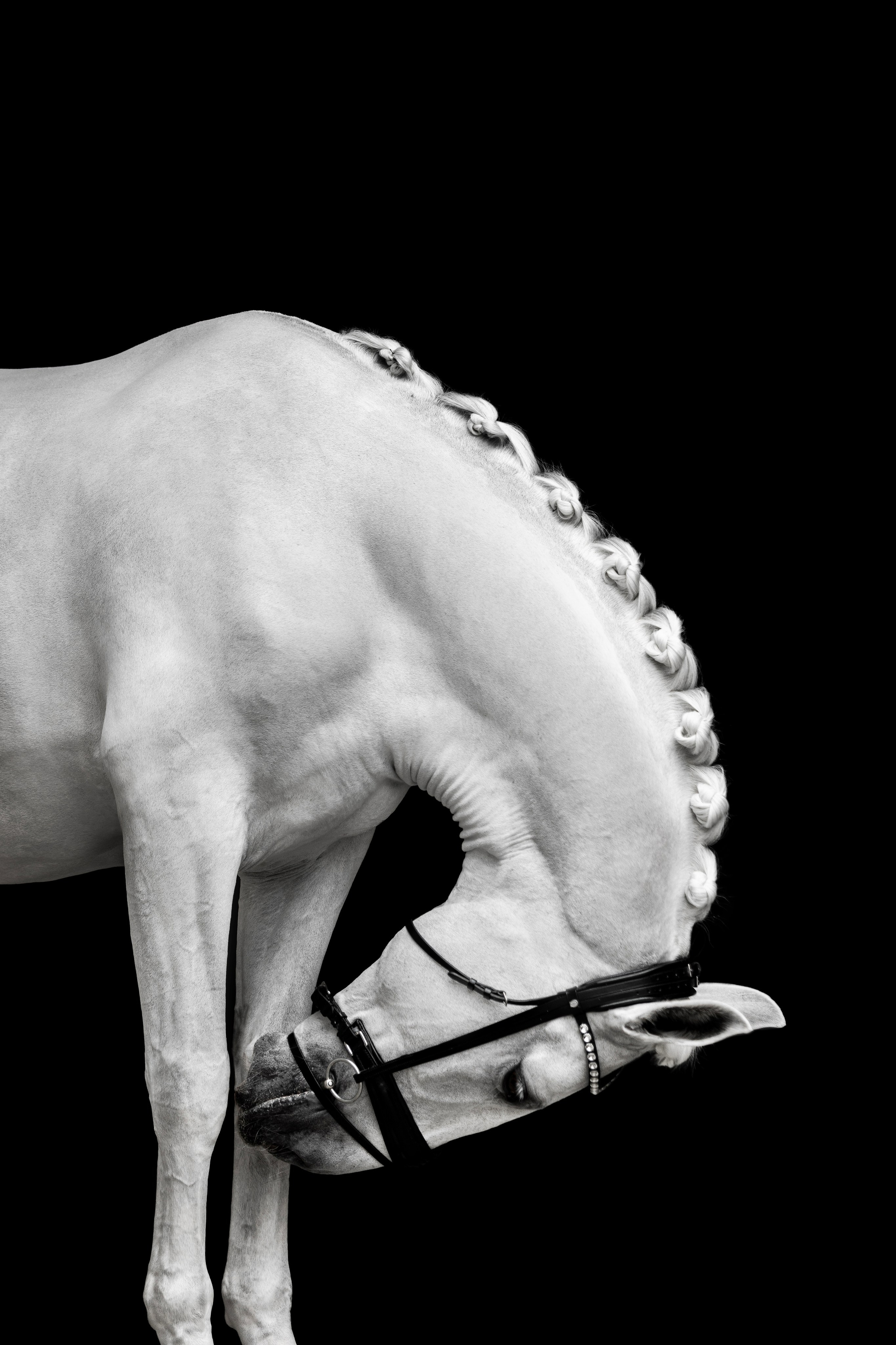 Конные портреты. Veronika Makeeva horse photo