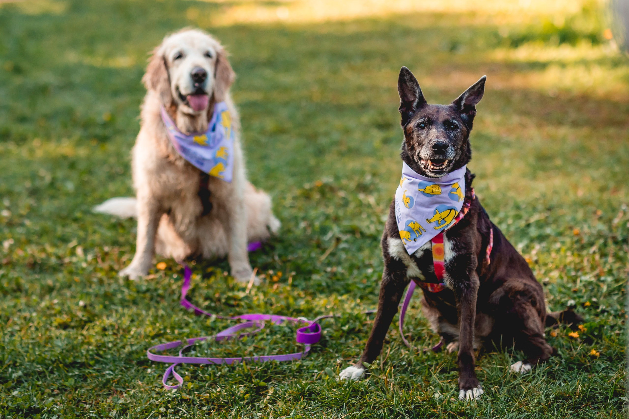 Ира, Альма и Белла. Семейный фотограф анималист Мария Крючкова