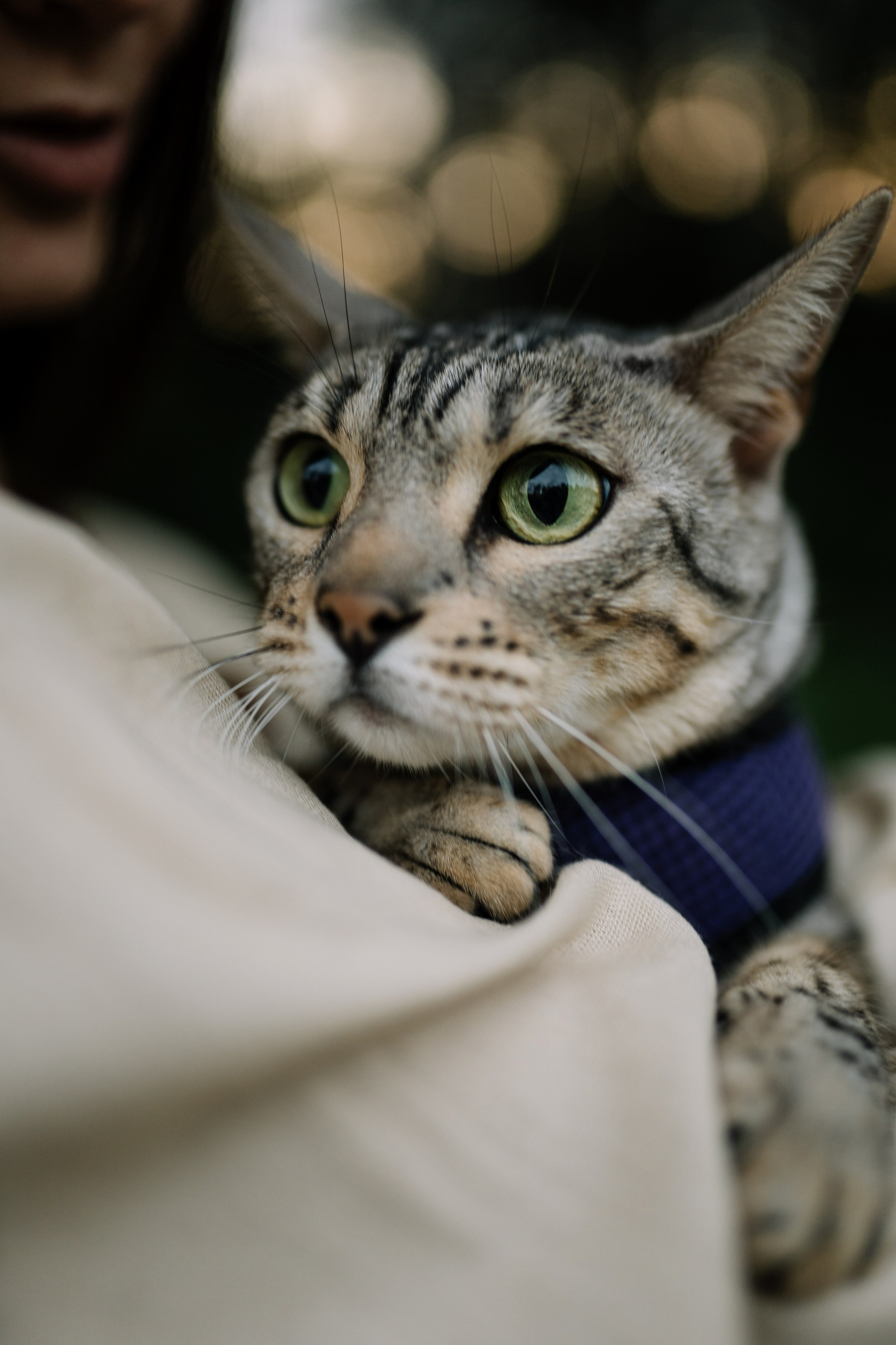 Диана и Элис